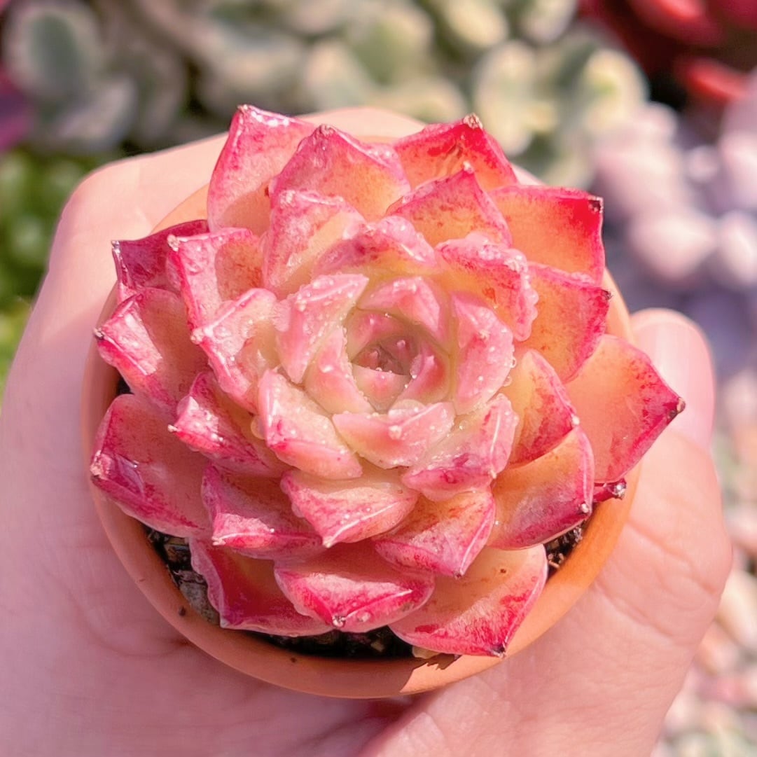 多肉植物　ルビンxヒアリナ　新入荷　るる農園