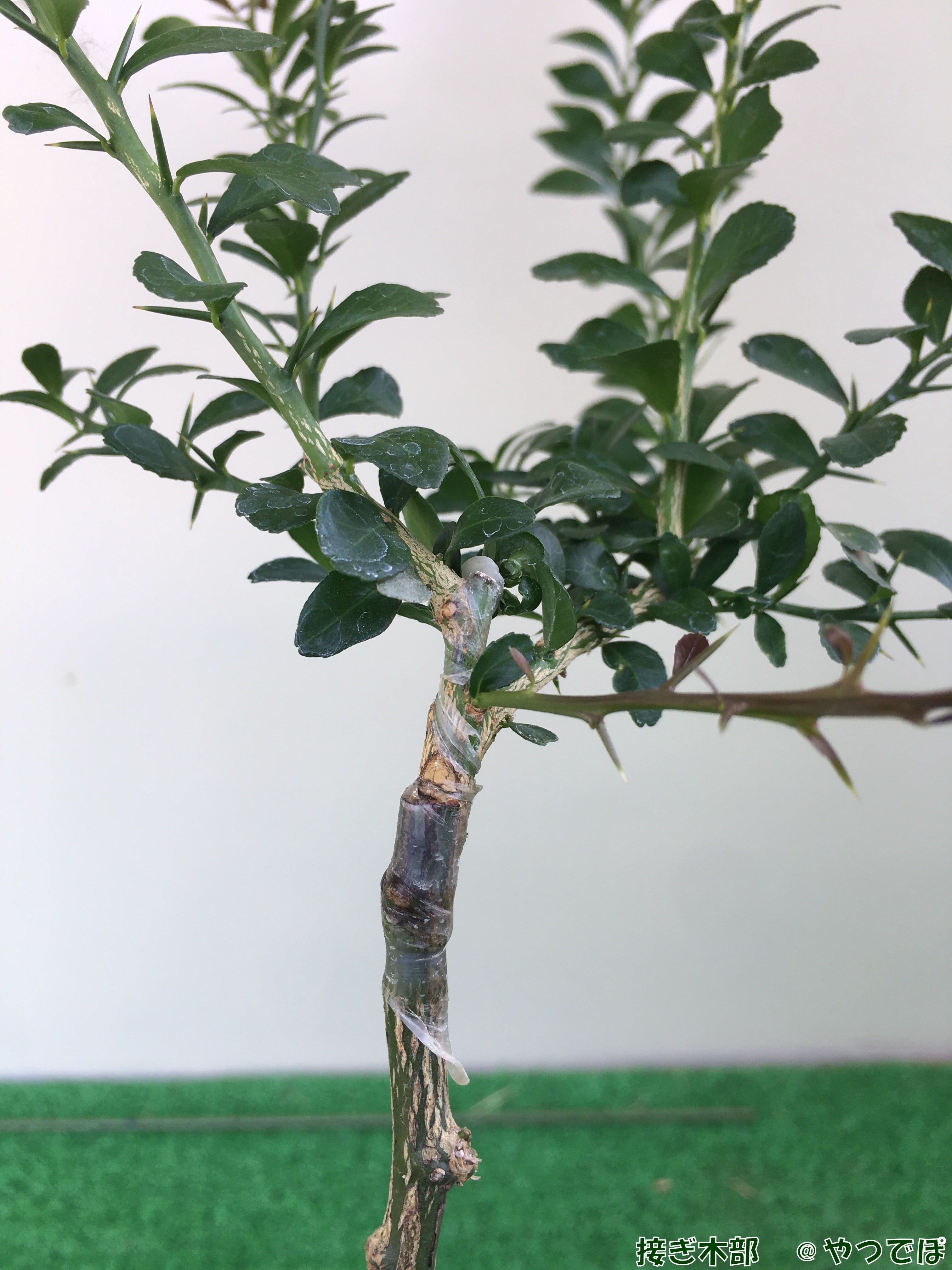 大苗】フィンガーライム CHOCOLATE LIMONET チョコレートリモ