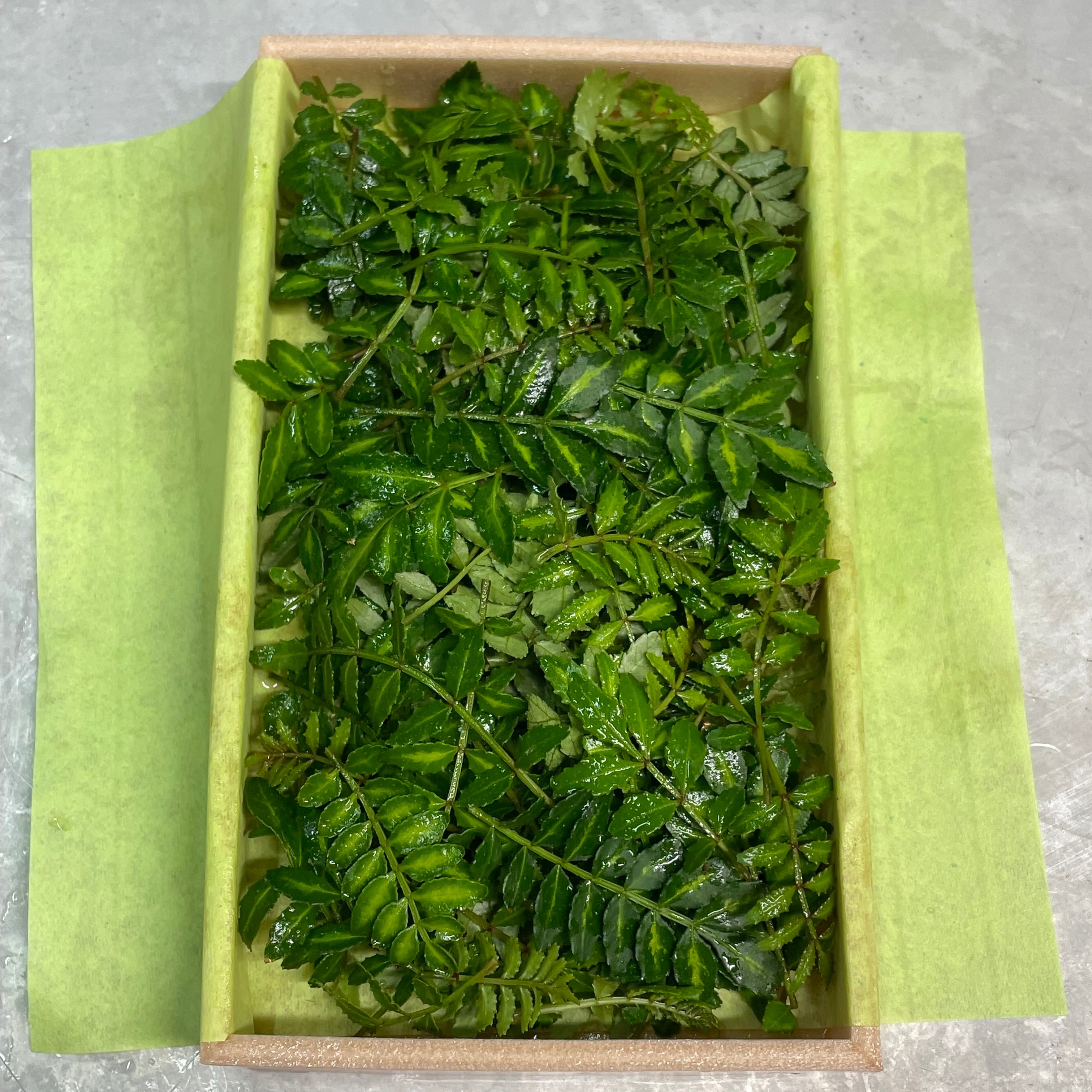 国産・無農薬】木の芽（山椒の葉）｜料理用｜クール便発送 | tokusashop