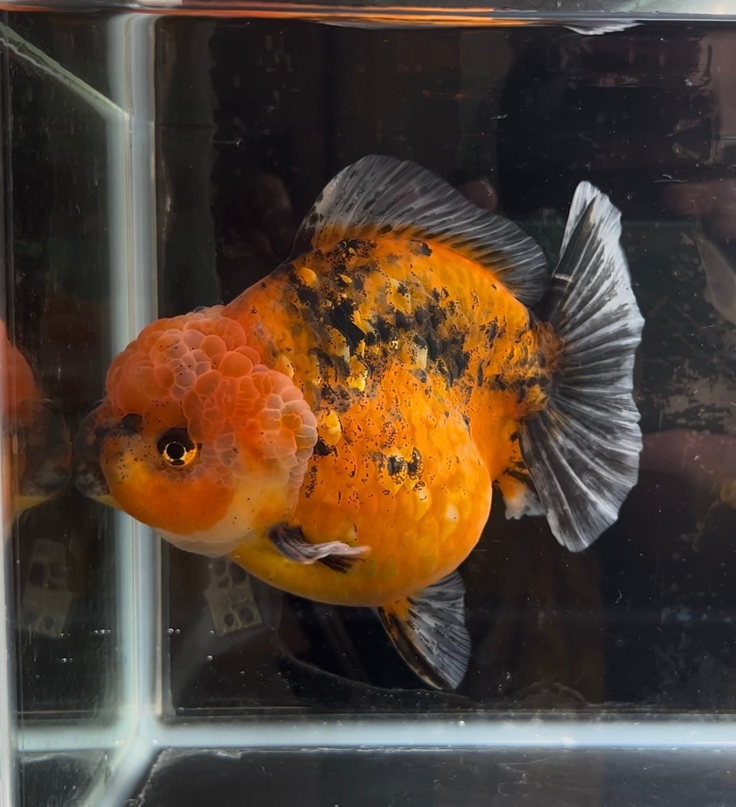 中国便 ブラック 五色 オランダ 銀鱗 二歳 No5