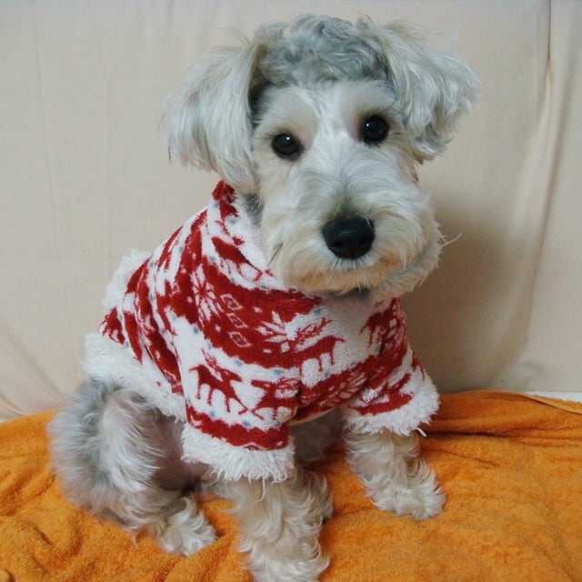 モコモコフリースパーカー | Lovely Dogwear Angeravi (アンジェラビ)
