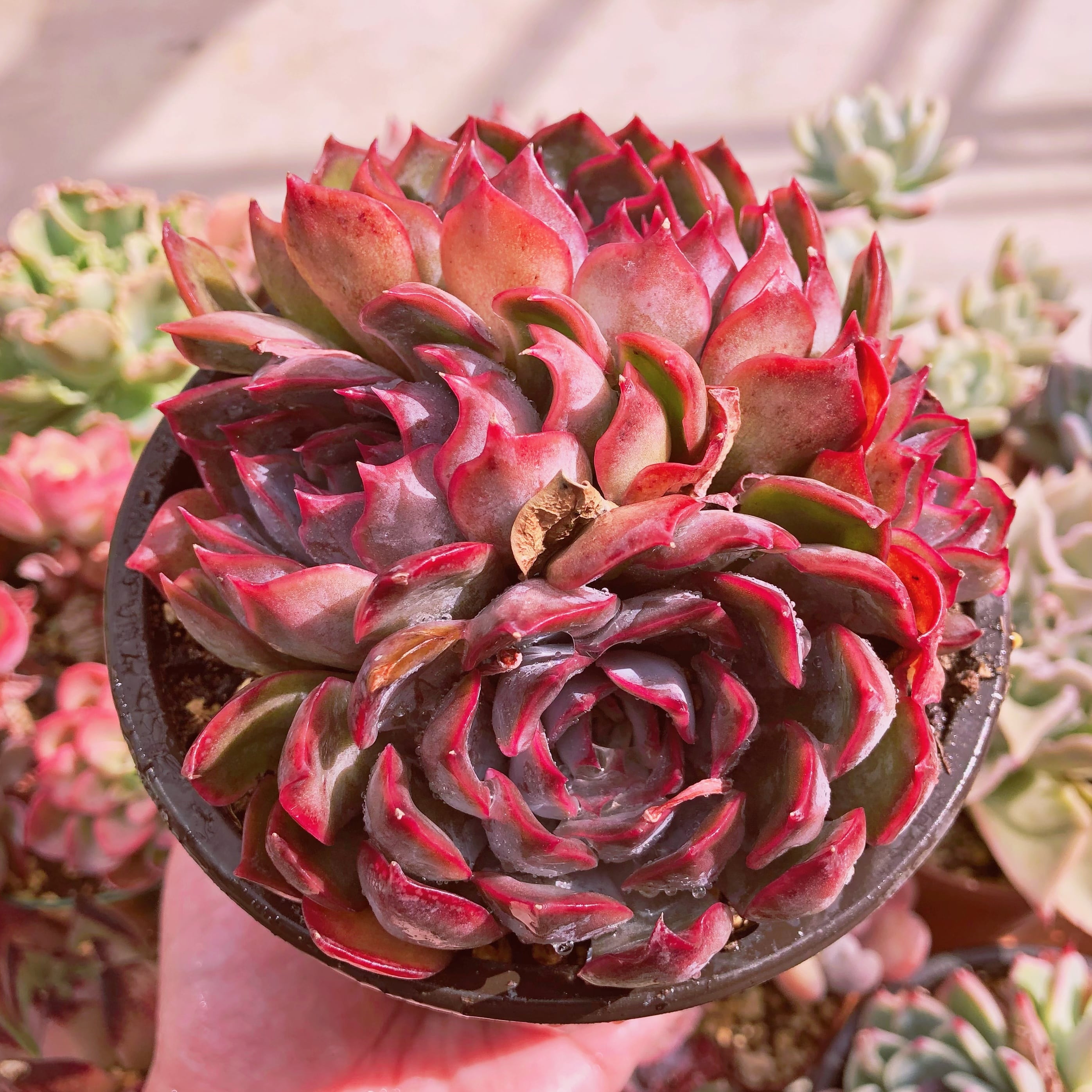 多肉植物　ダークアイス　大群生