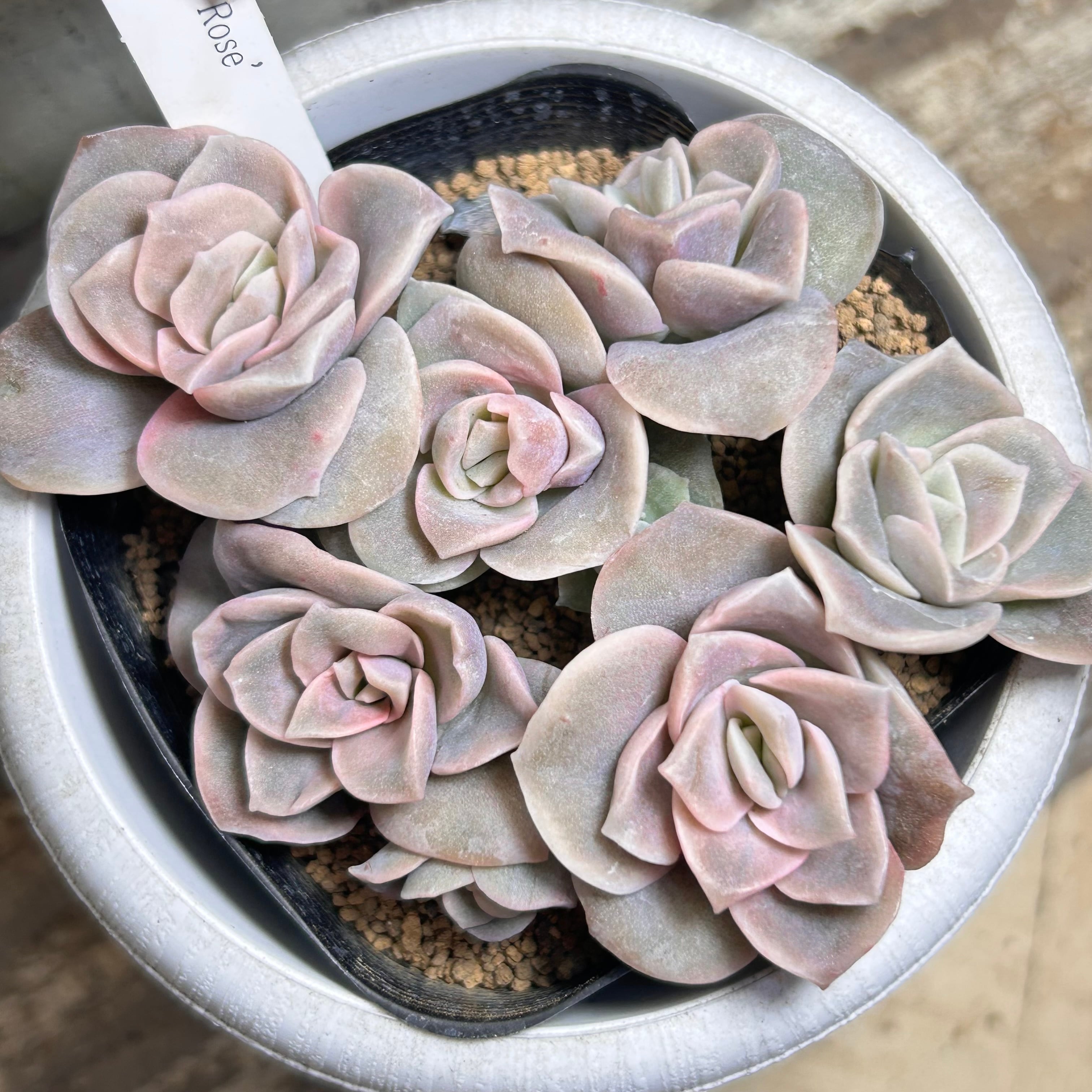 斑入りミセバヤ(紅葉) | RuPo 多肉植物専門店