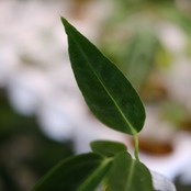 【実生】アンスリウム ワロクアーナム / Anthurium warocqueanum② / 観葉植物<育て方・花言葉>