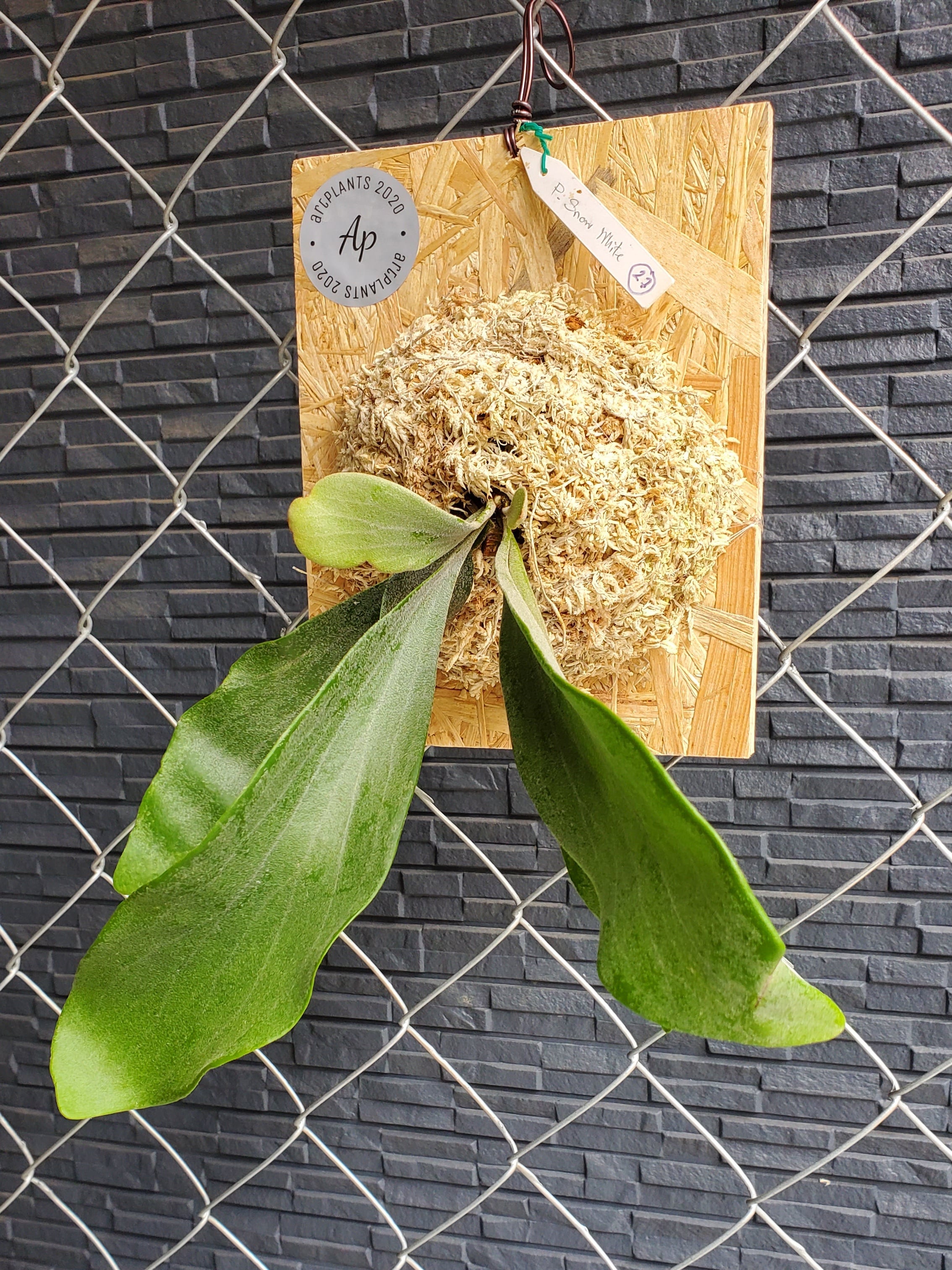 P.Snow White 【artPLANTs/PLANTS GARAGE】ビカクシダ/Platycerium