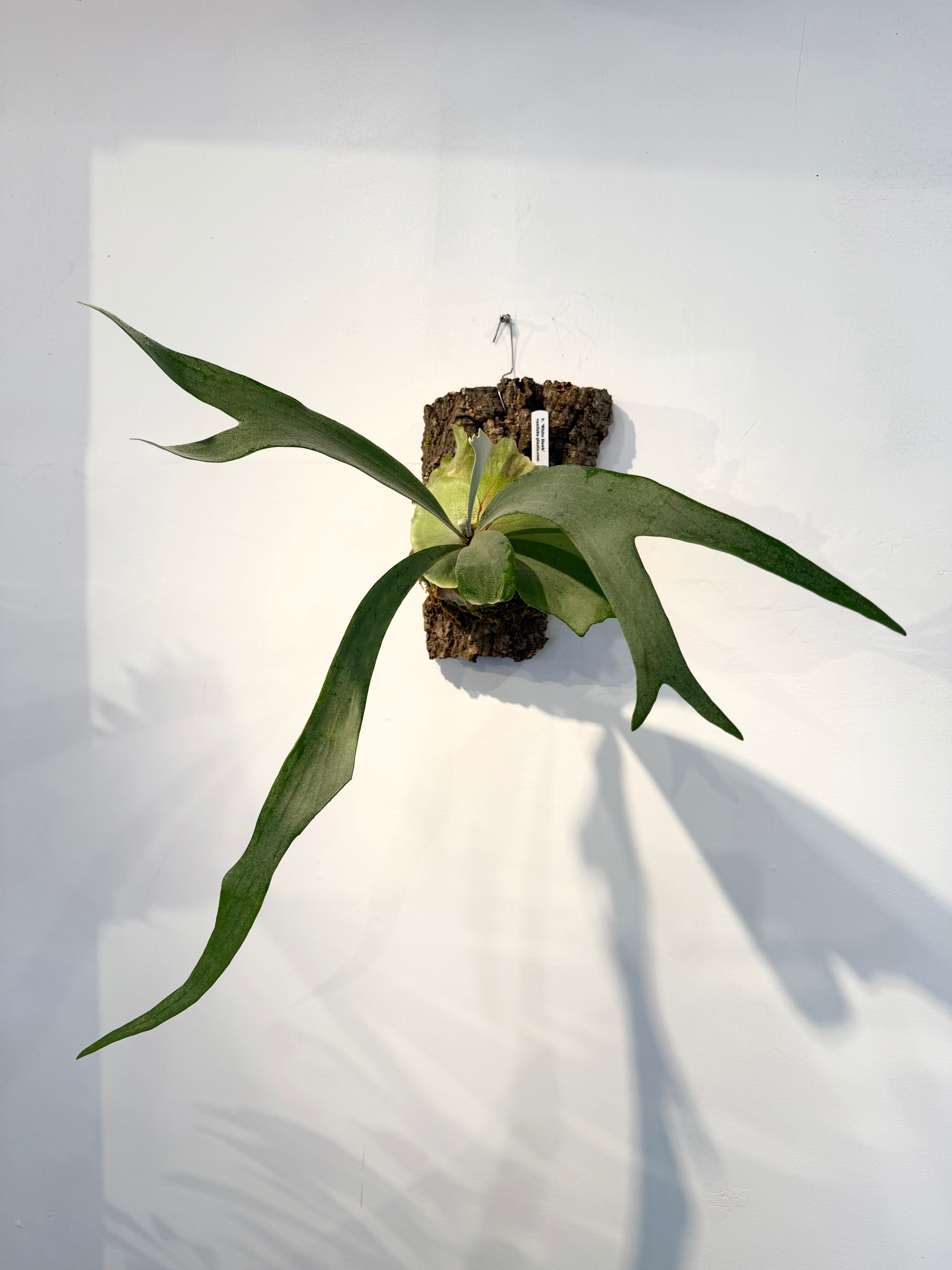 a) P. 'White Hawk' ビカクシダ 'ホワイトホーク' | vandaka plants