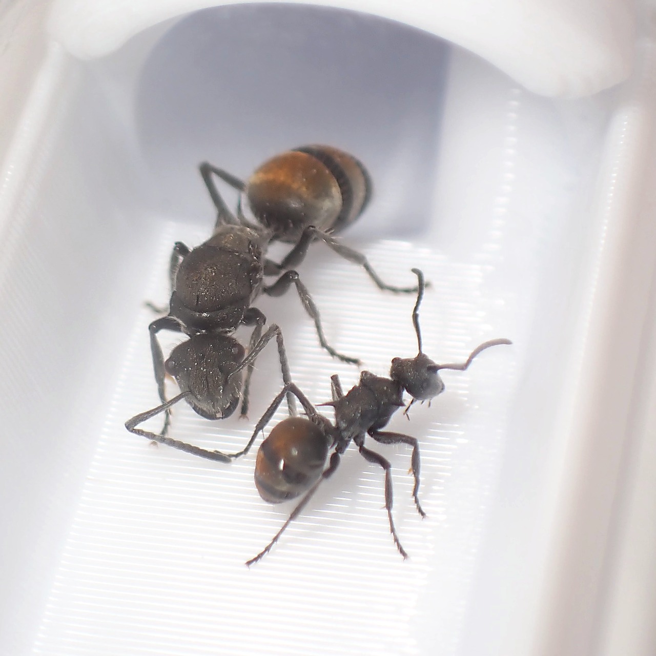バーミキュローサトゲアリ｜女王｜コロニー｜Polyrhachis vermiculosa