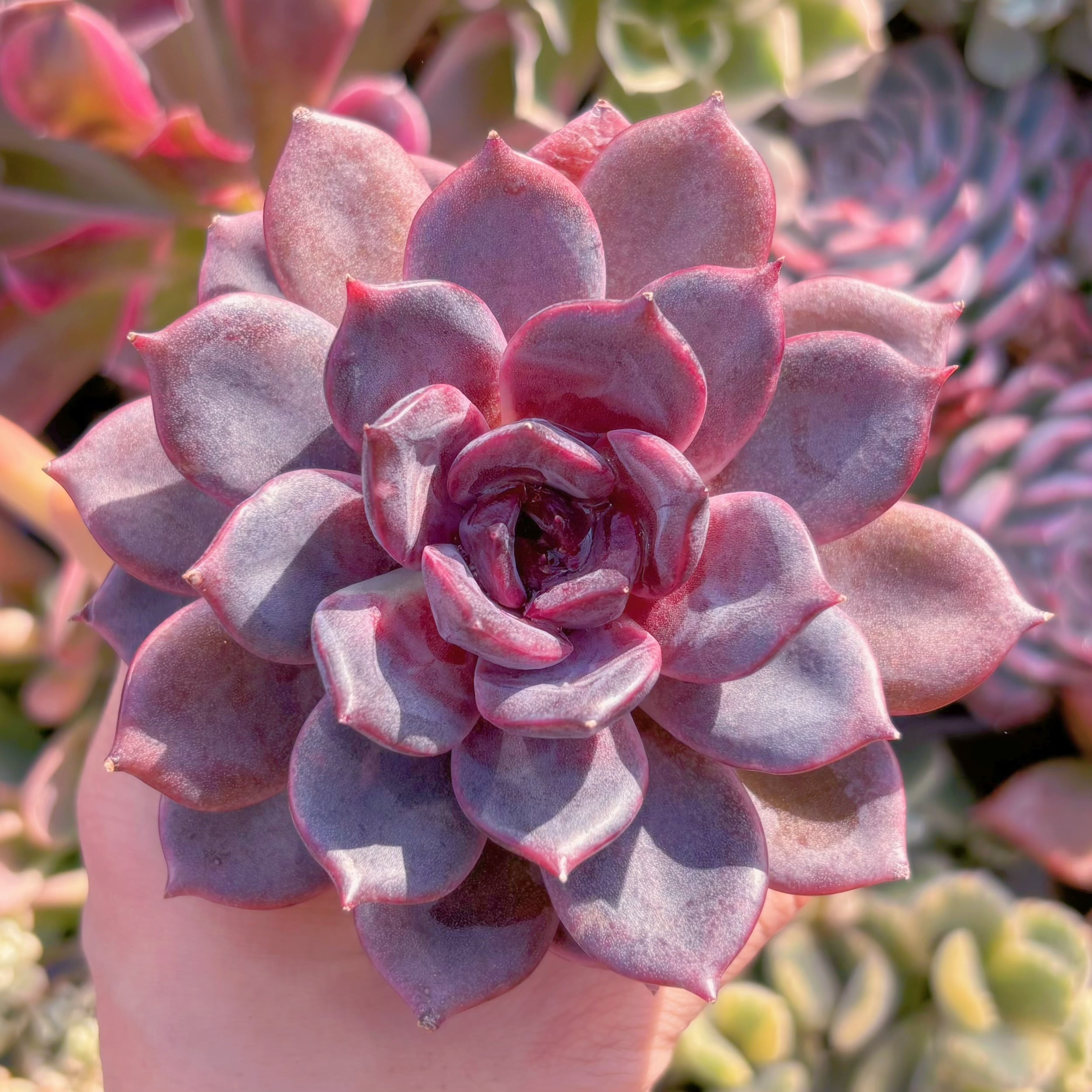 多肉植物　チョコモカ　新入荷　るる農園