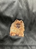 Dog embroidery comfortable shorts［Pomeranian］