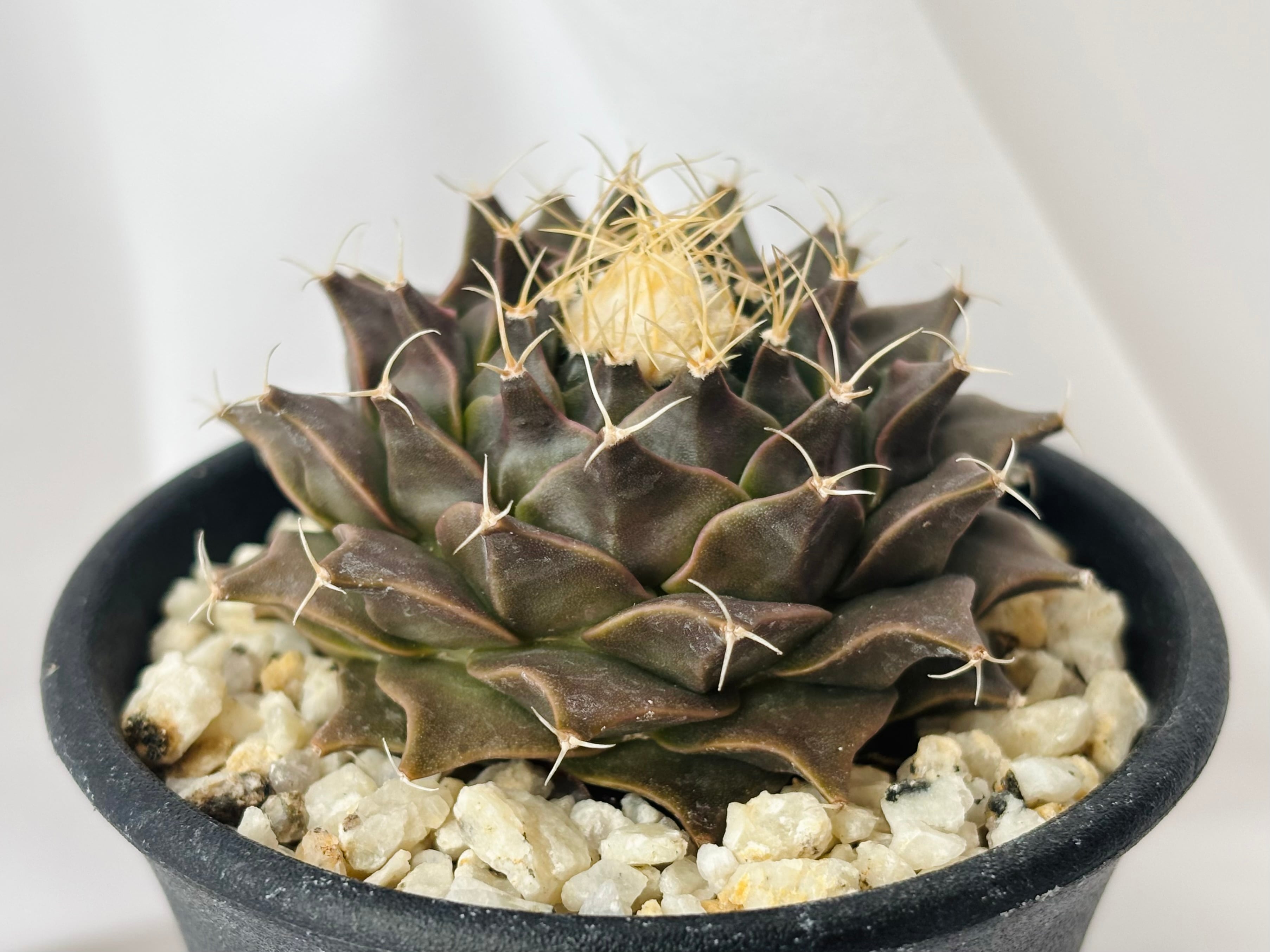 Obregonia denegrii オブレゴニア 帝冠 大疣選抜 サボテン | plants