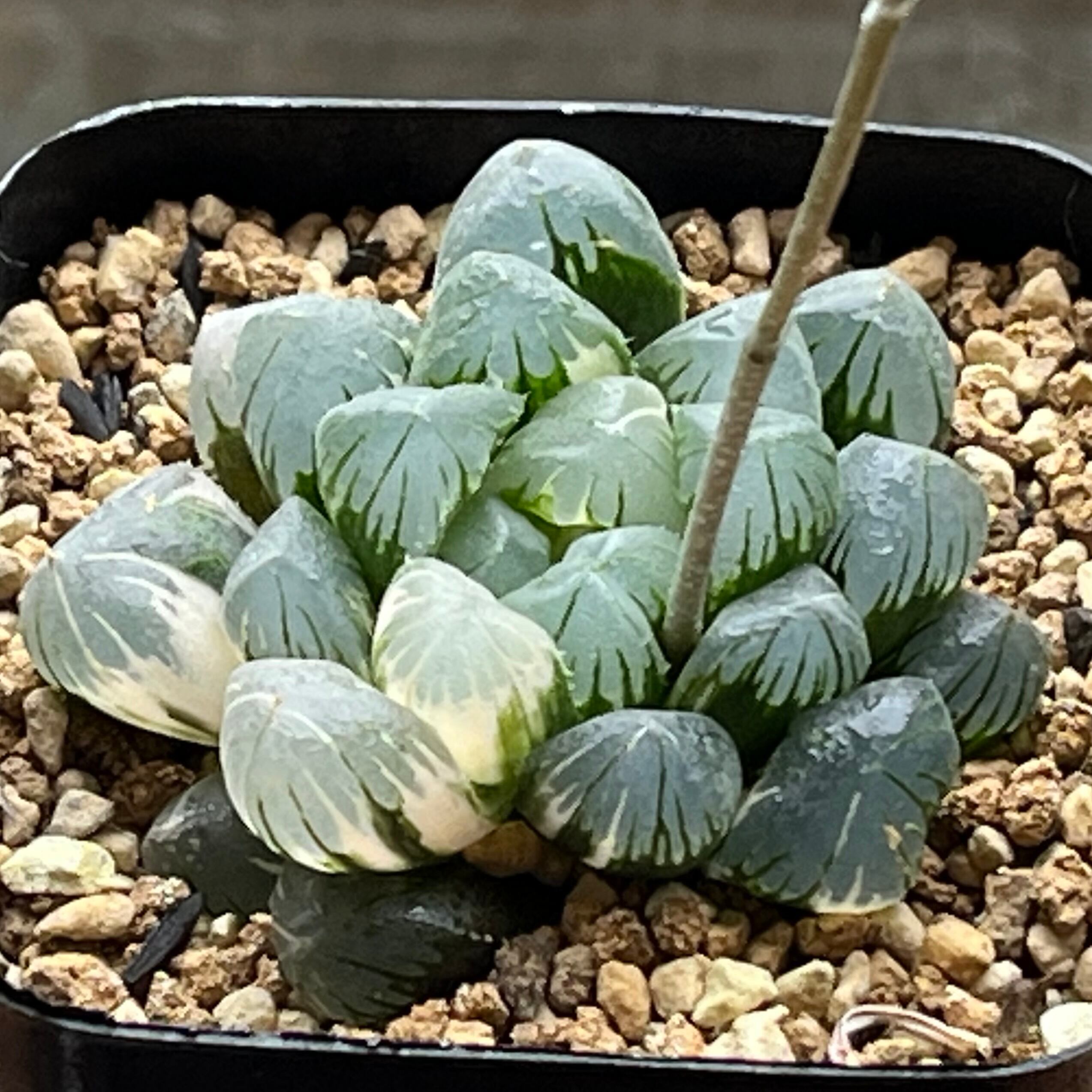 ハオルチア B型コンプトミュータント錦① ハオルチア B型コンプトミュータント錦① | mocono_plants