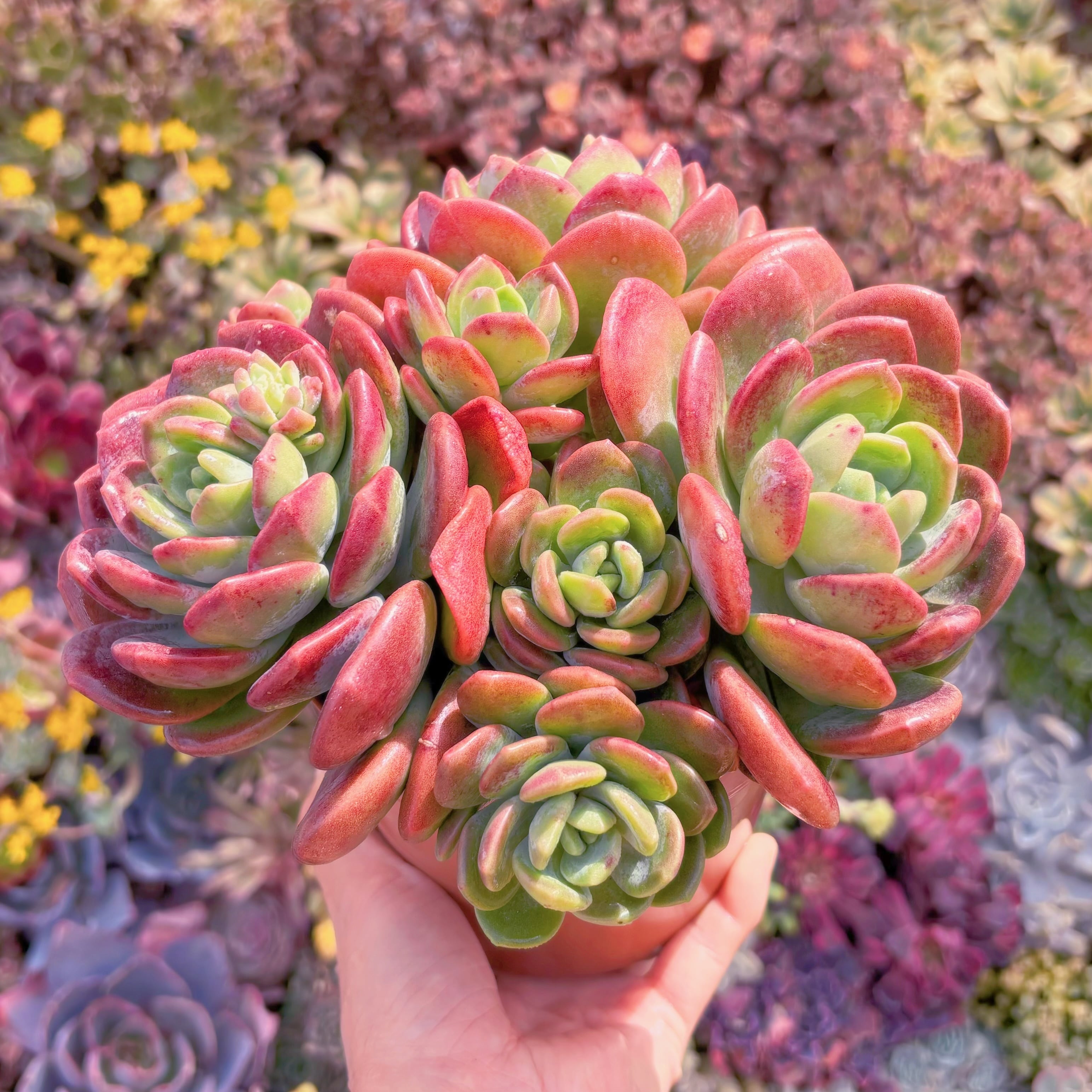 多肉植物　ラサノカール　大群生　新入荷　るる農園