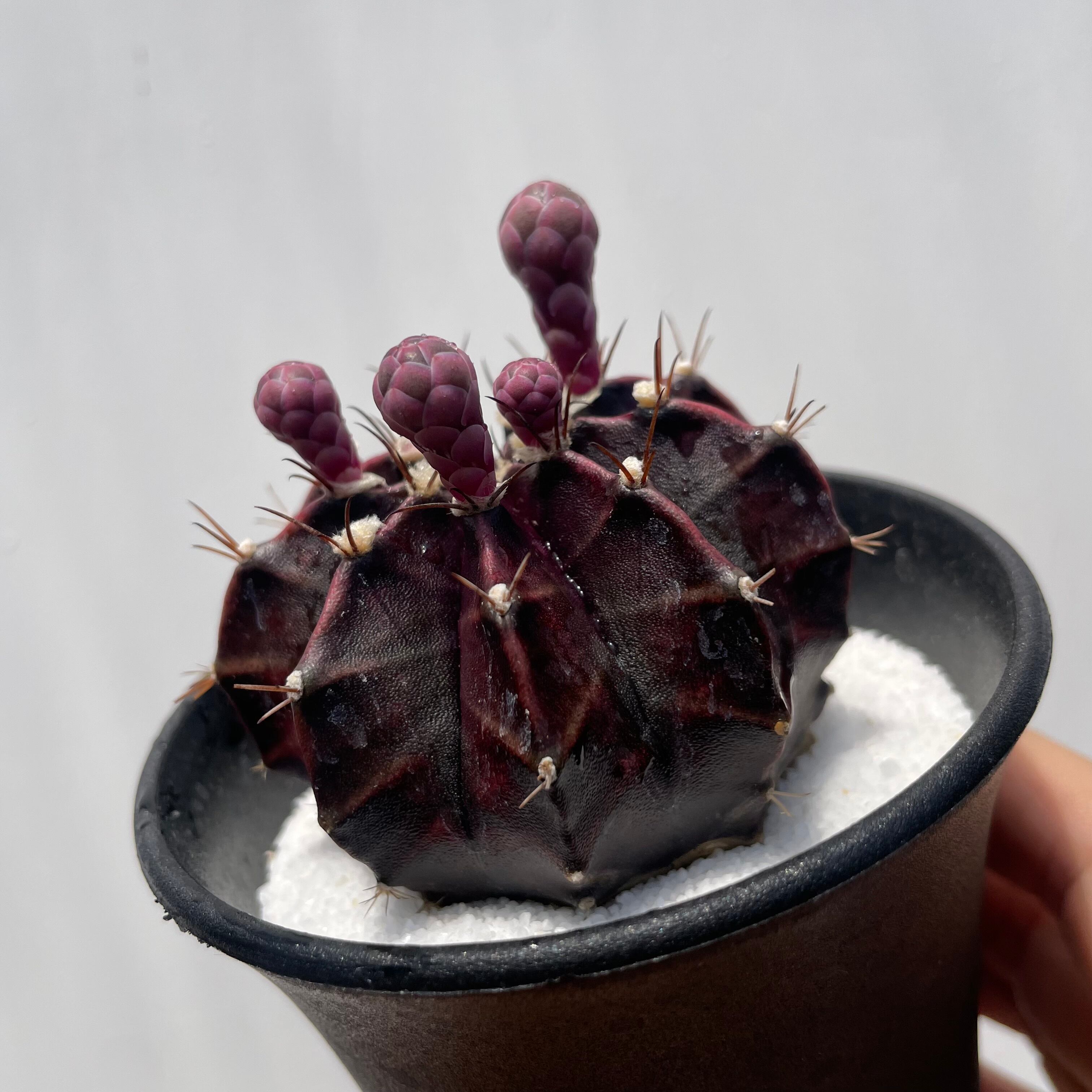 Gymnocalycium friedrichii LB hyb【ギムノカリキウム・LB特黒肌