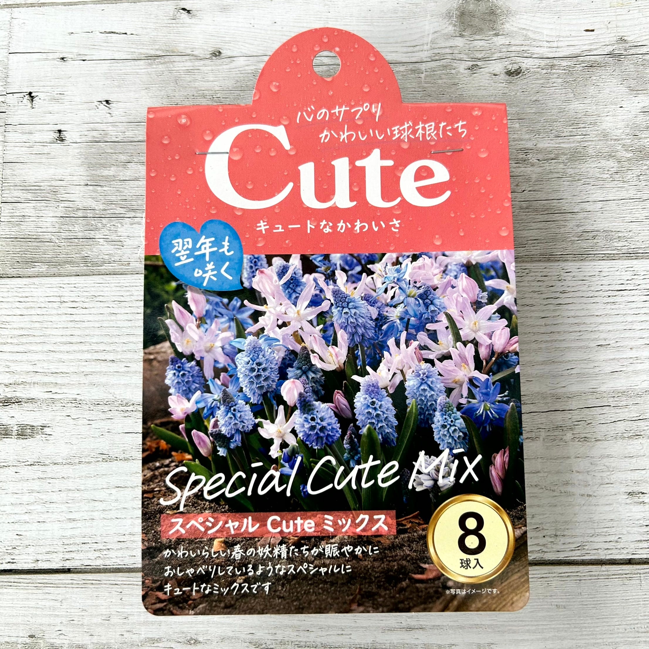 パープルの花柄が可愛いキャニスター　Mサイズ 球根 Cuteシリーズ 【スペシャル Cute ミックス】are [サイズ: 8球入り