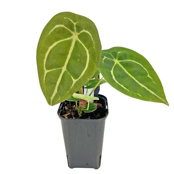 アンスリウム UJ Anthurium GWオークション アンスリウム・ミシェル