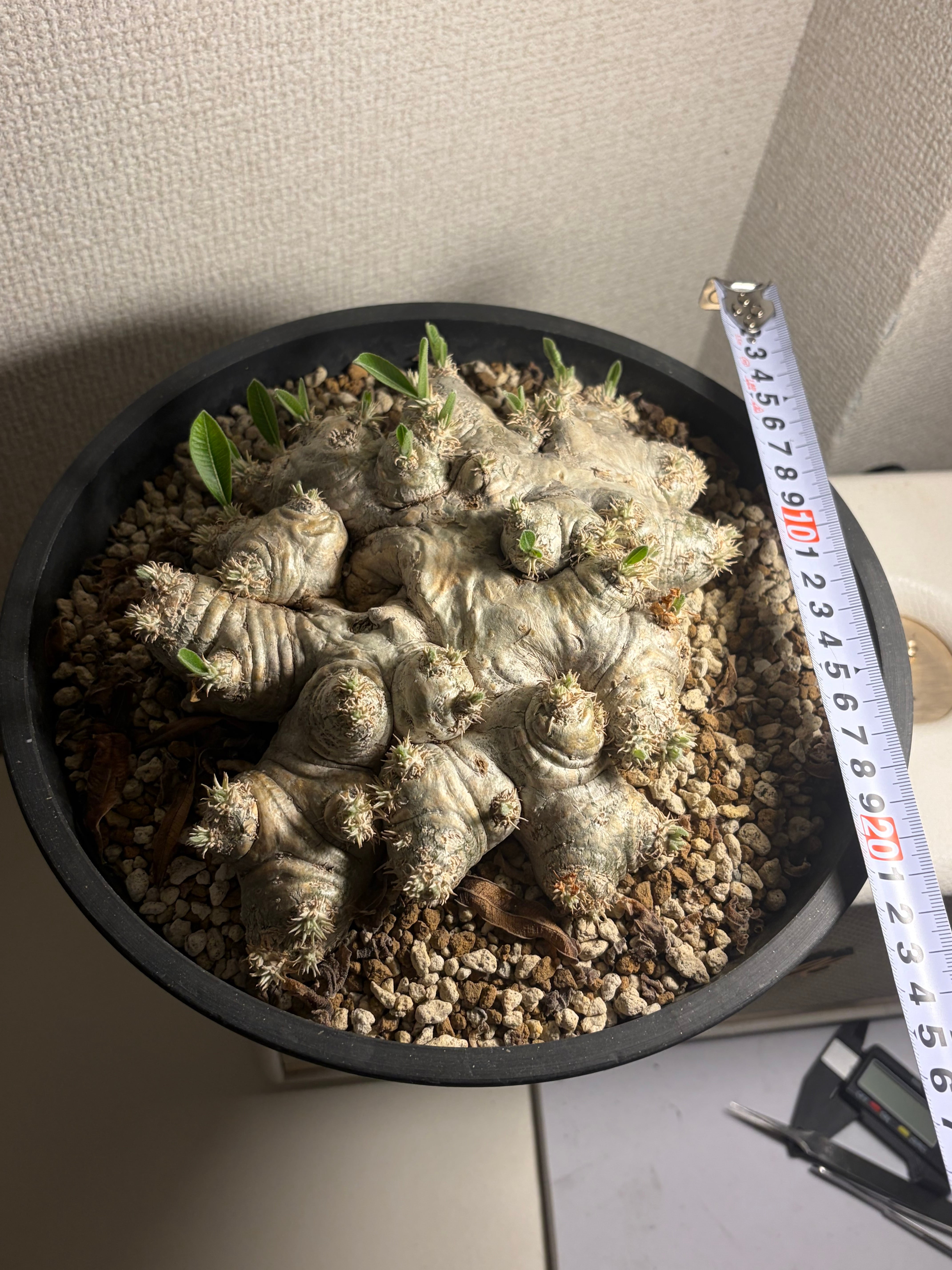 玉虫最大級】アラメオオルリタマムシ 標本 スハンダエプラチナコガネ