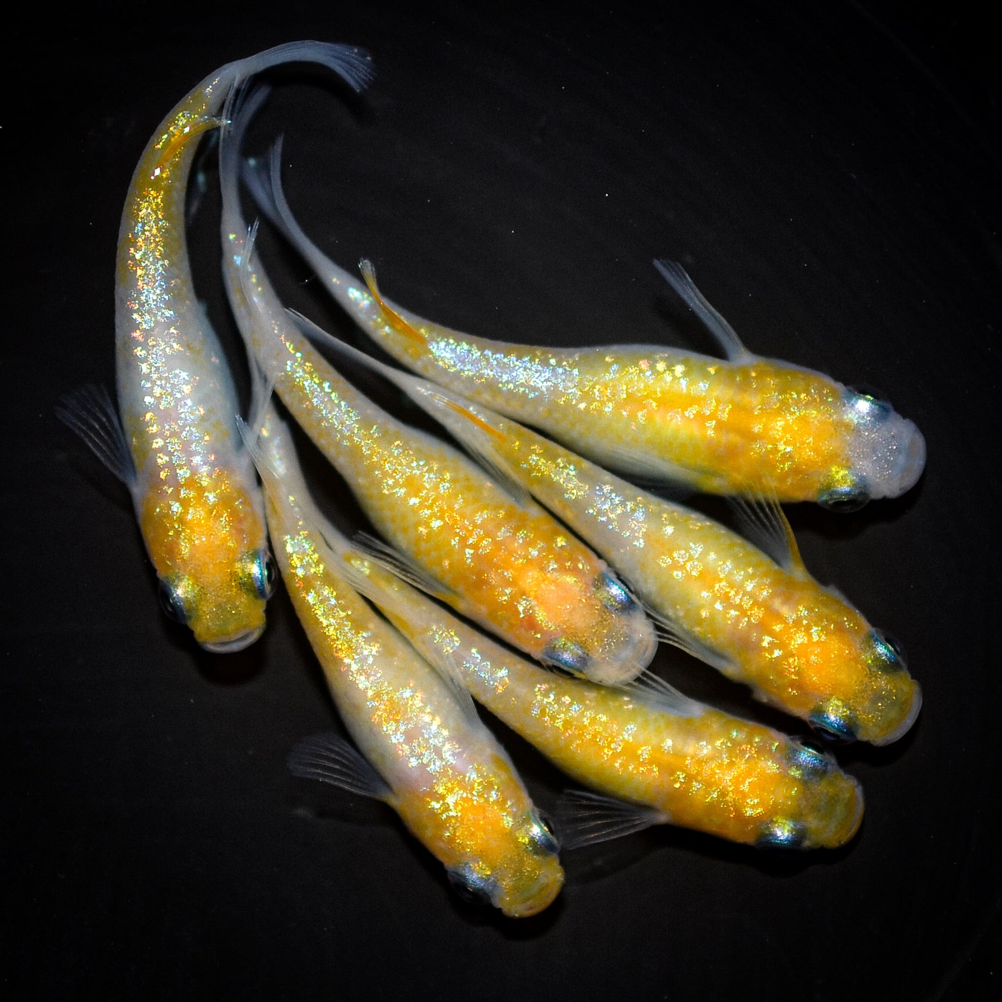 農家メダカ 伊香保フィッシュファームBASEショップ