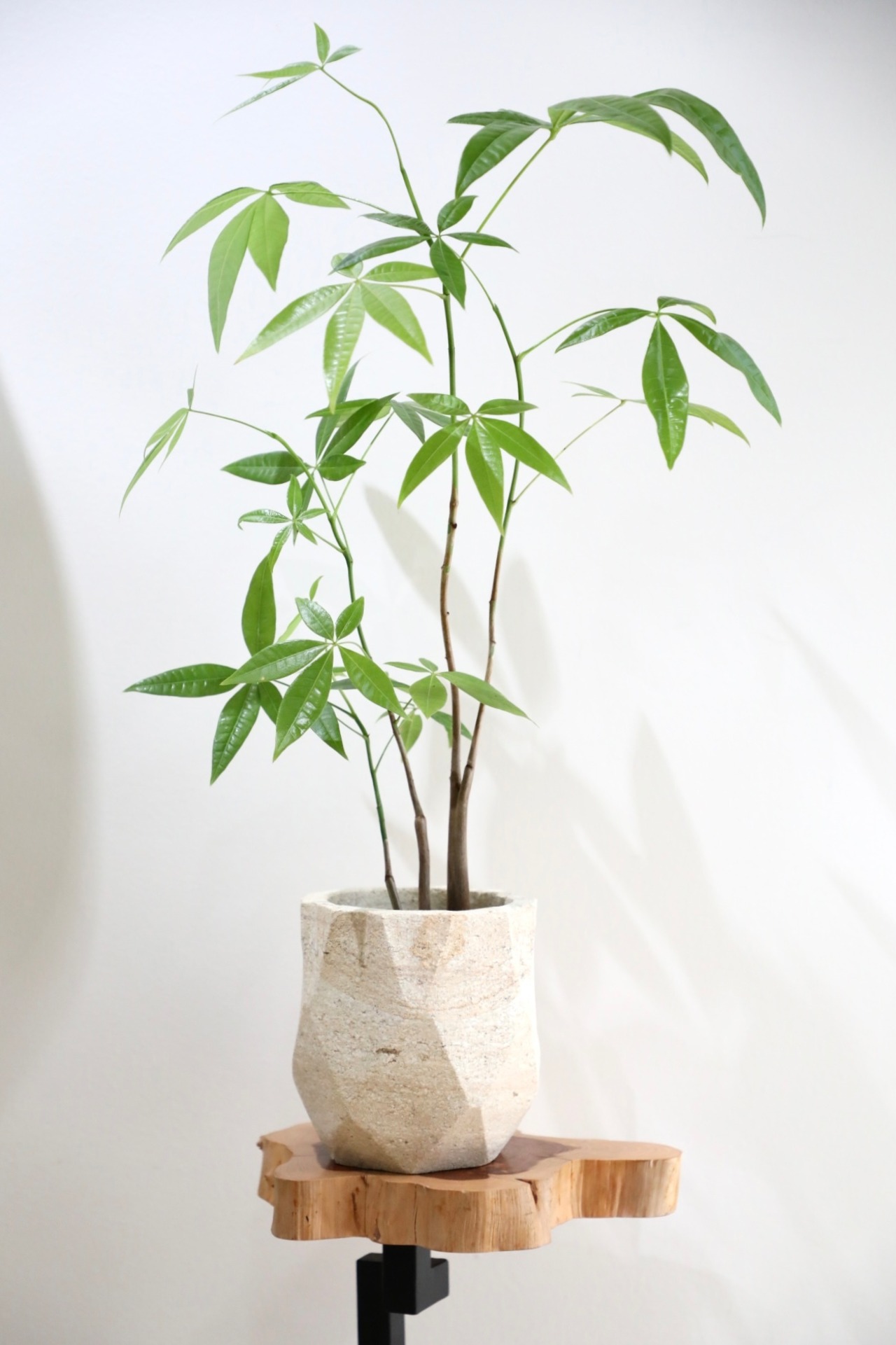 【M】パキラ/Pachira ※ストーンポット鉢カバー付き