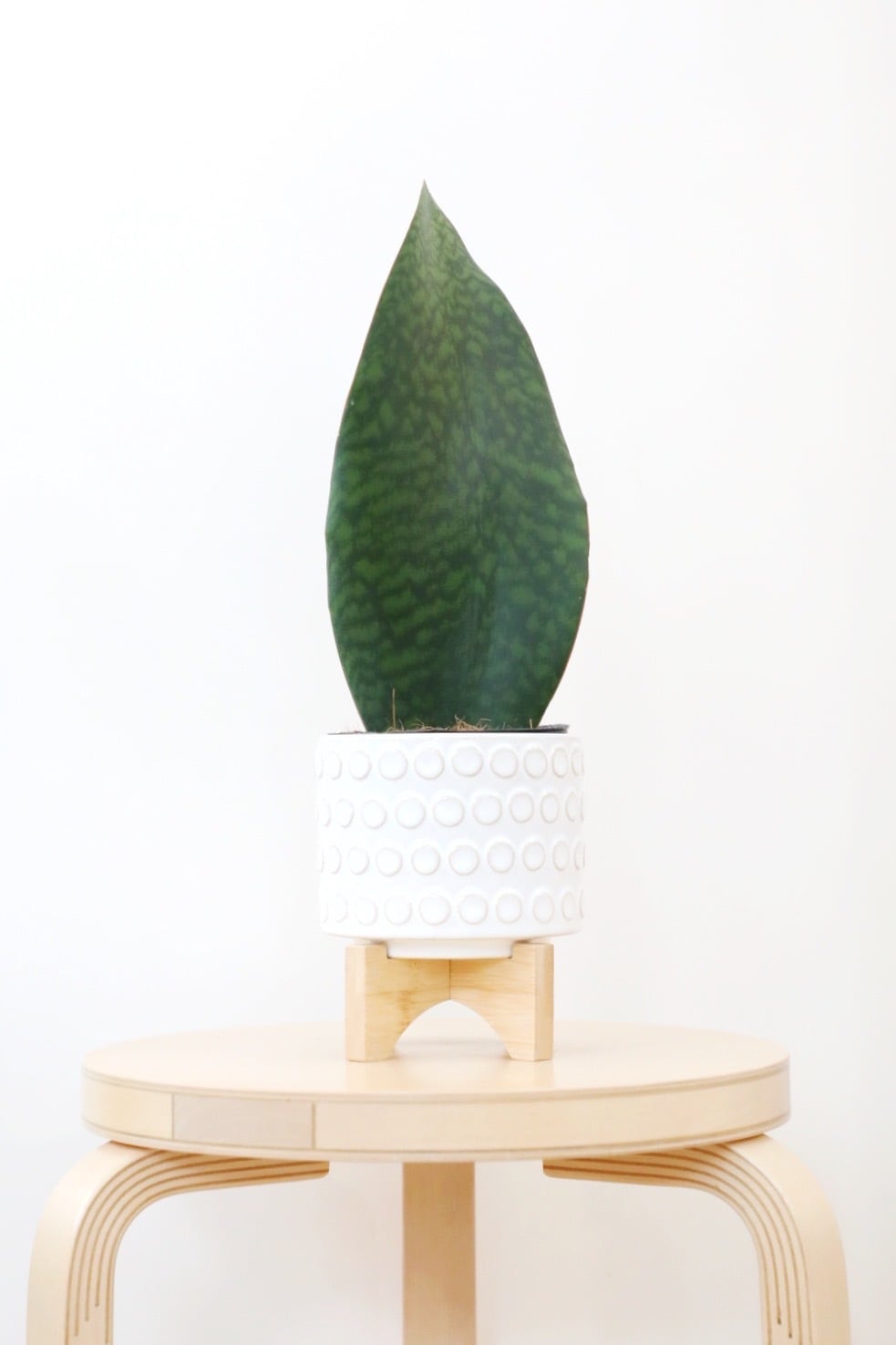M】サンスベリア マッソニアーナ/Sansevieria Masoniana | 【厳選植物