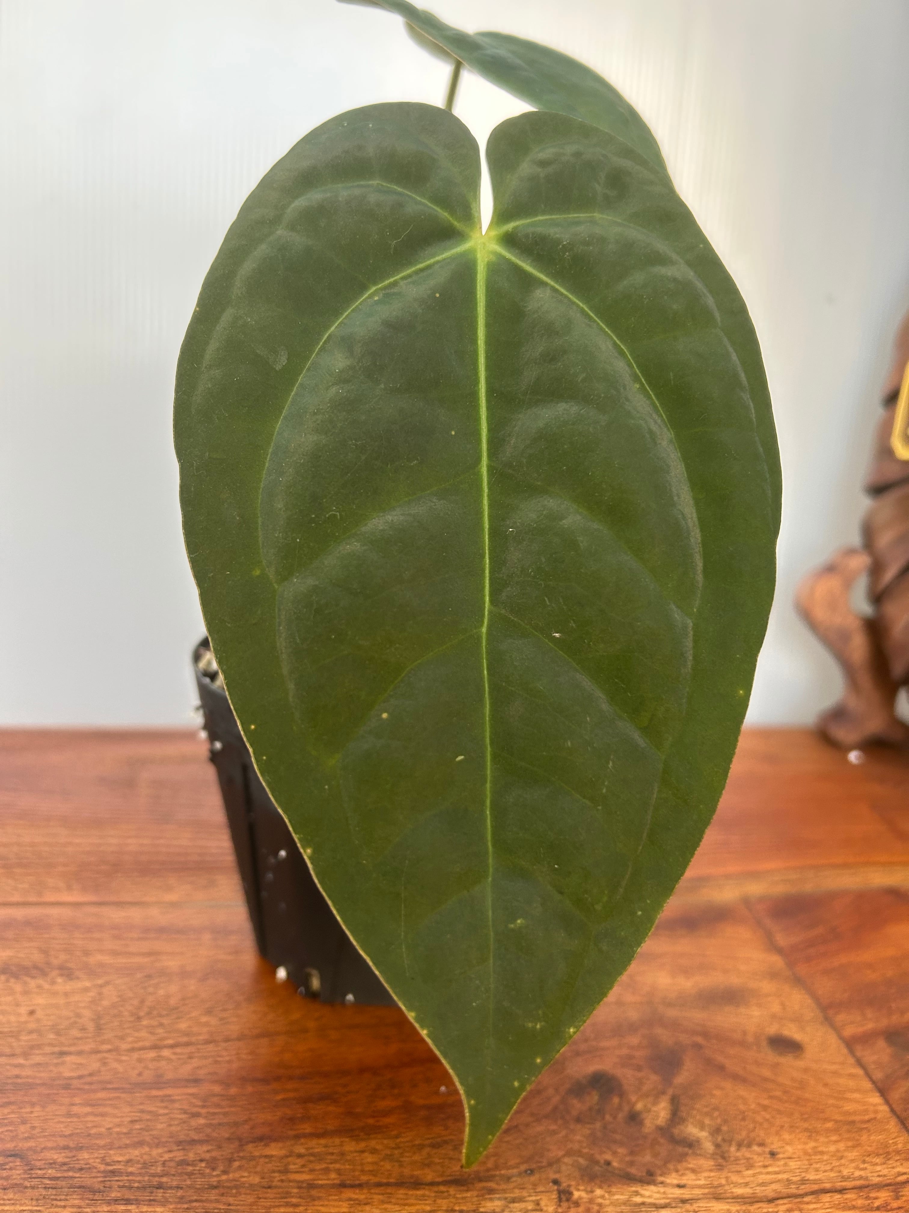 Anthurium | BA PLants