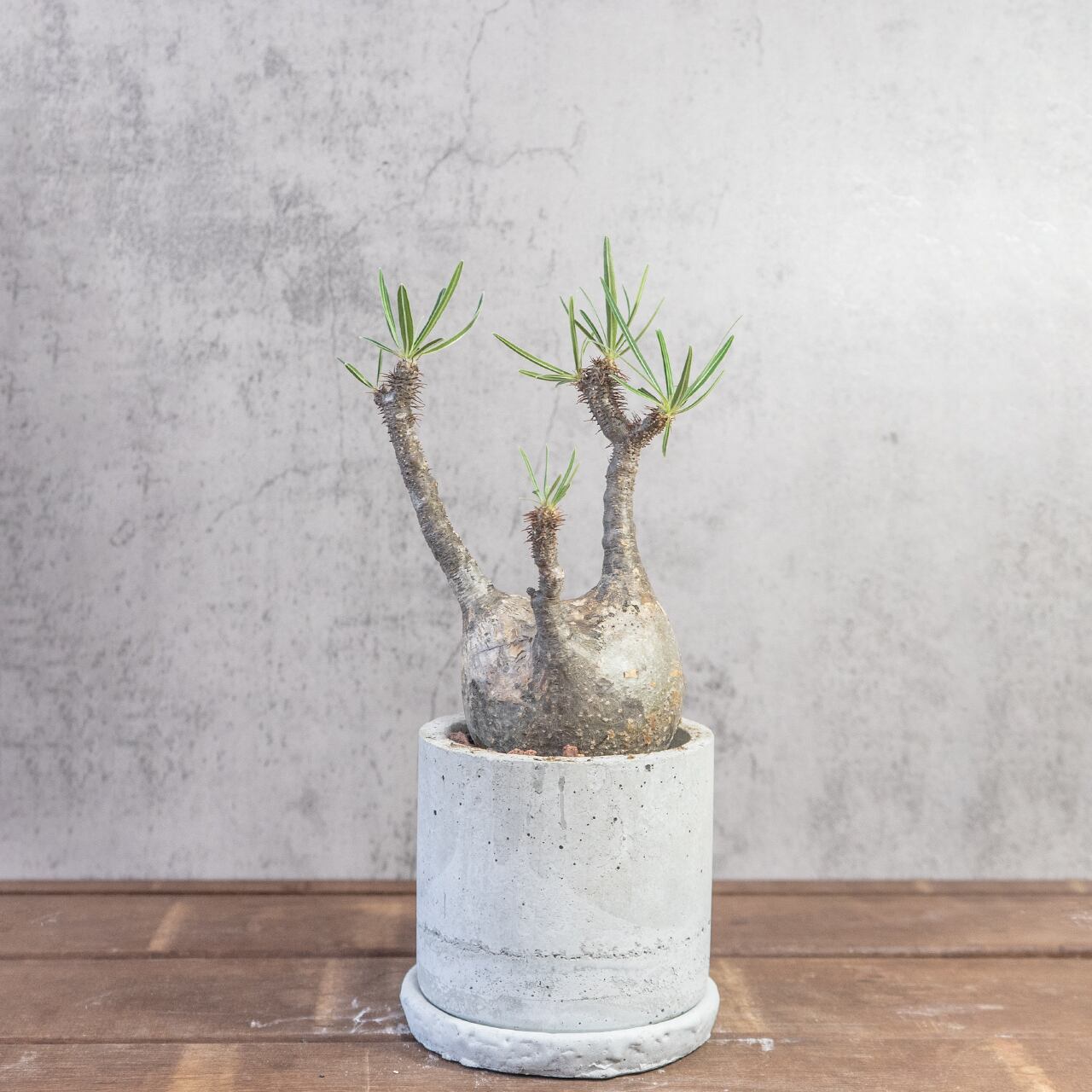 グラキリス 胴回り28cmの丸みある幹姿 造形美あふれる発根済み株【モルタル鉢】