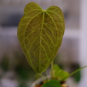 Anthurium Queen of Heart / アンスリウム クイーン オブ ハート⑳ / 観葉植物<育て方・花言葉>