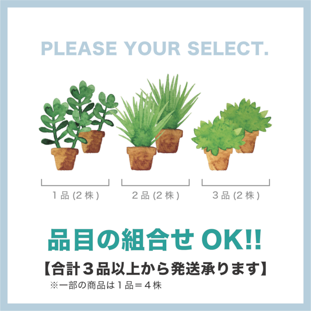 夏節成胡瓜／２株【キュウリ・野菜の苗・固定種】