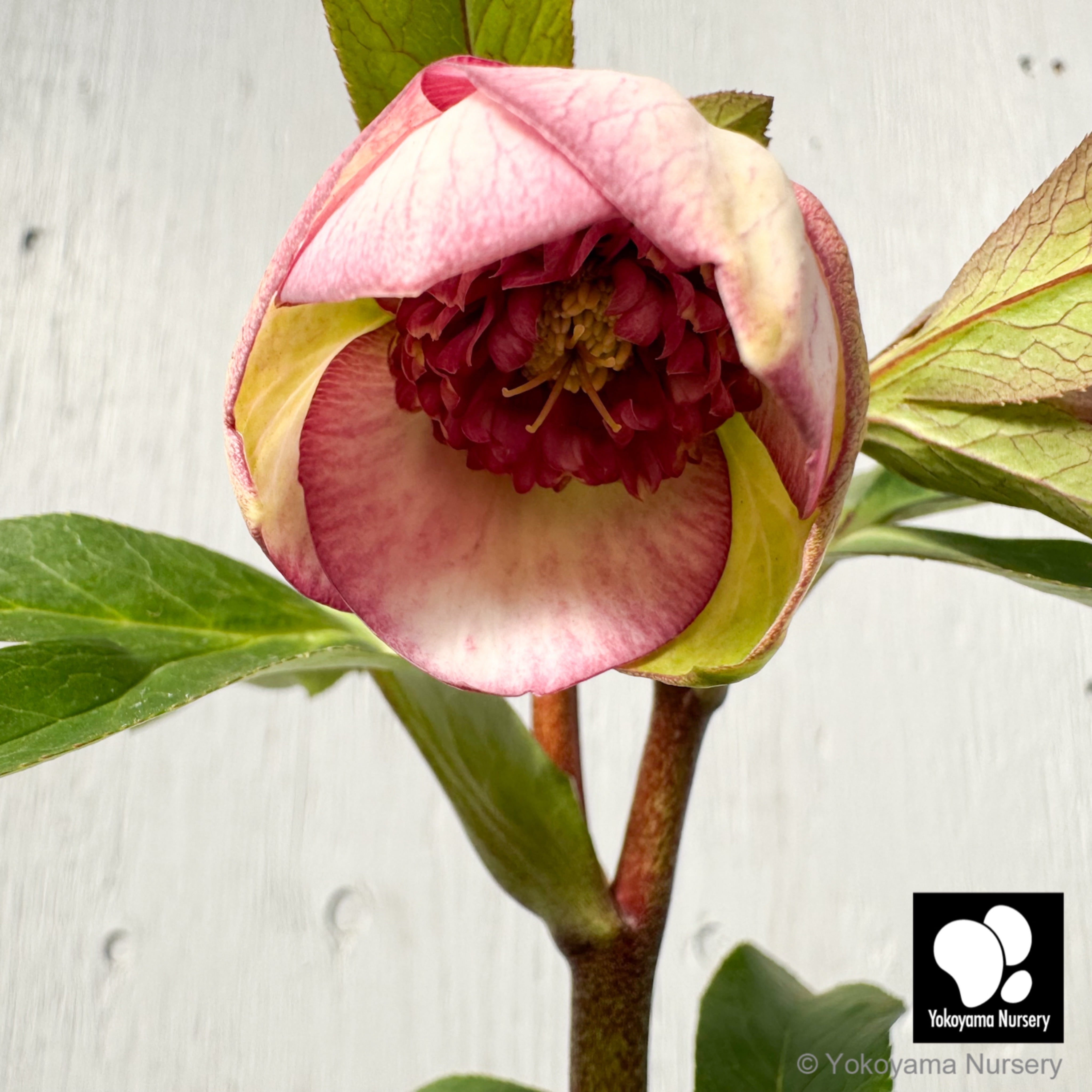 しぶかり様　　ベリーローズ3本 抽選販売】［5］ クリスマスローズ プリマドレスセミダブル バイカラー