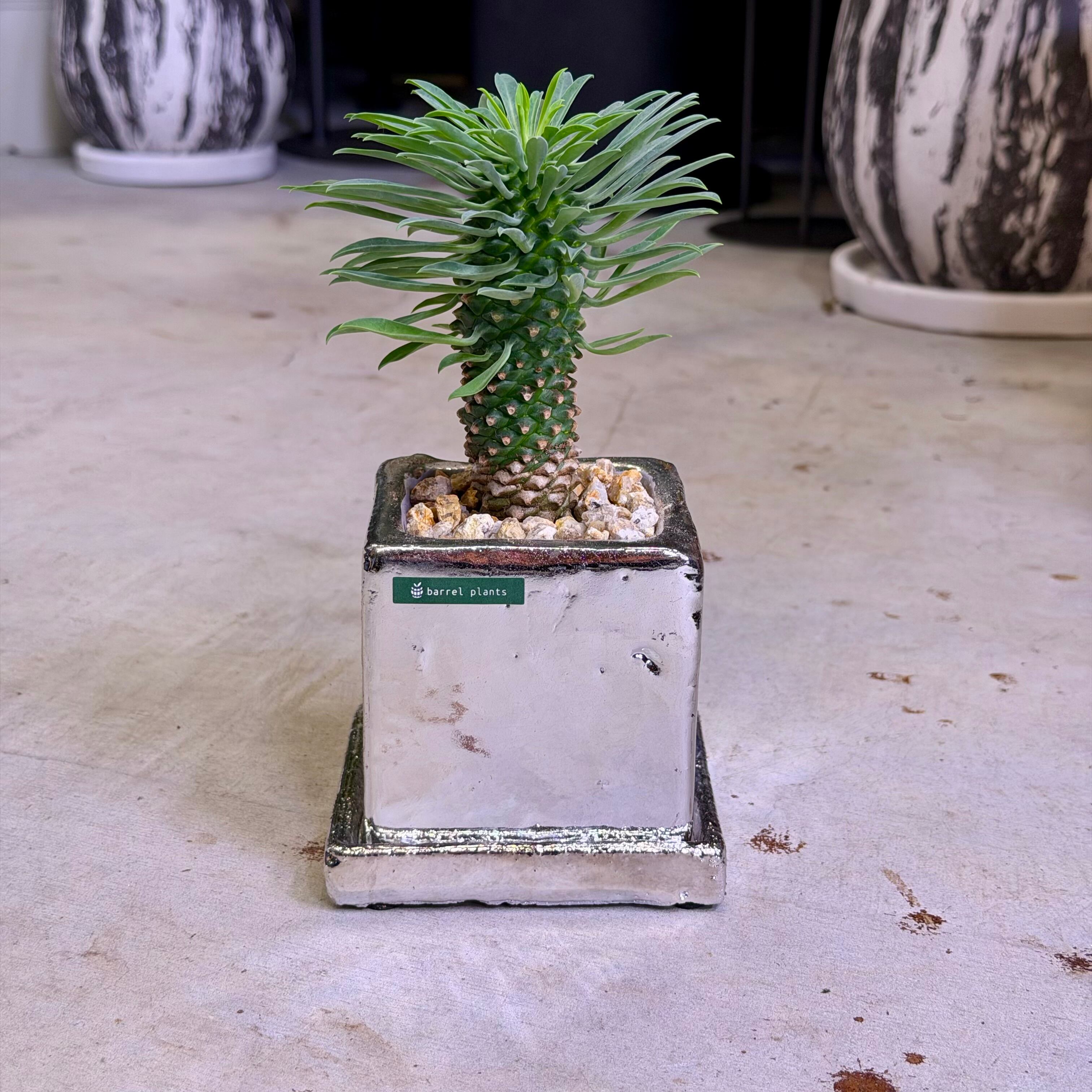 パイナップルコーン・ソテツキリン | barrelplants_BONSAI