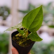 【希少】Anthurium Queen of Heart / アンスリウム クイーン オブ ハート / 観葉植物<育て方・花言葉>