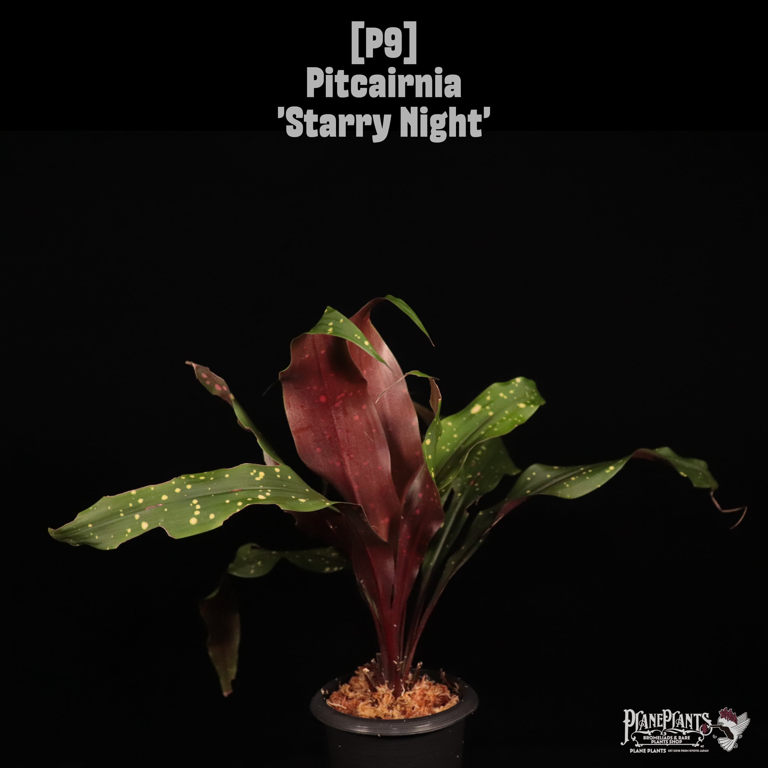 Pitcairnia 'Starry Night'〔ピトカイルニア〕P9