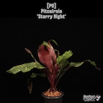 Pitcairnia 'Starry Night'〔ピトカイルニア〕P9