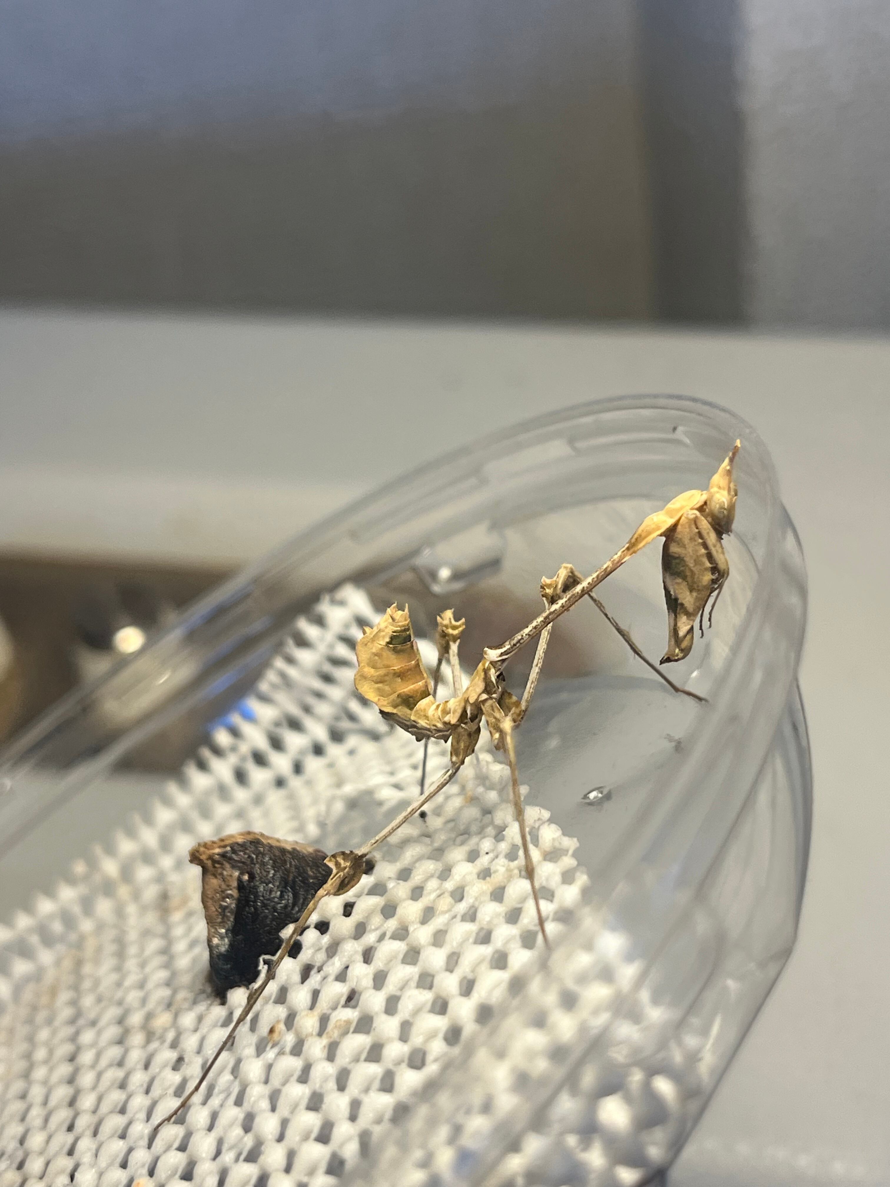 ♀生体】バイオリンマンティス カマキリ Gongylus gongylodes 昆虫標本