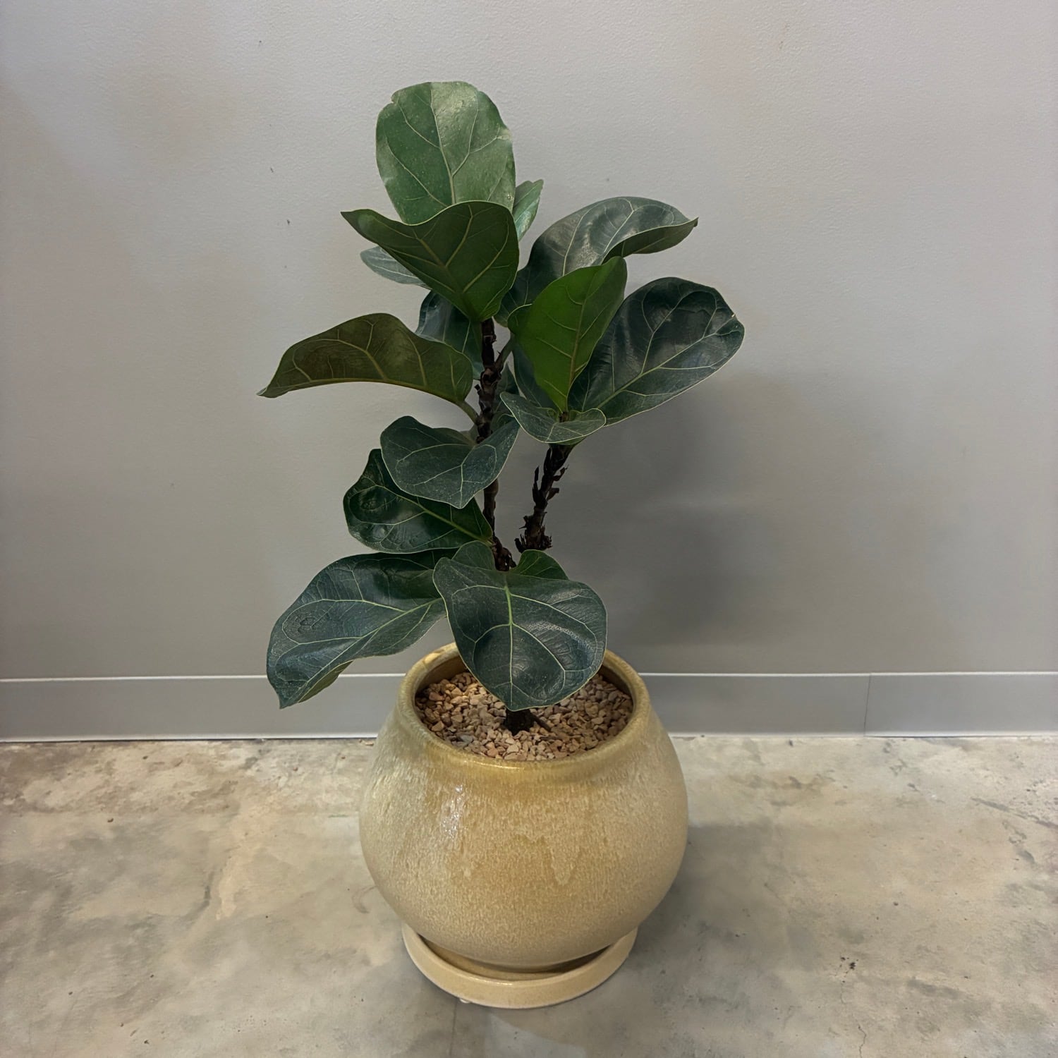 フィカス・リラータ カシワバゴム 植え込み品【669】 | PROTOLEAF