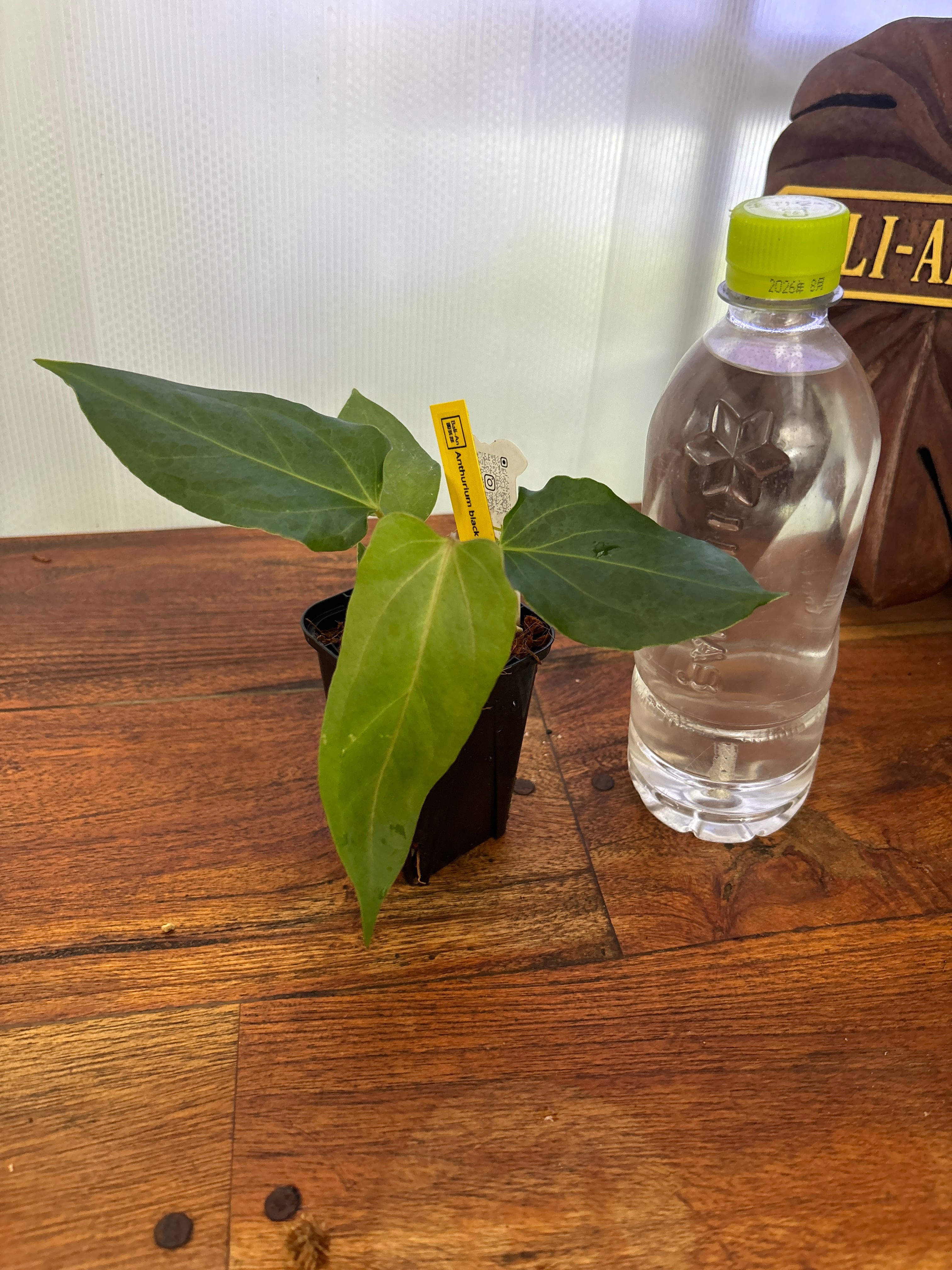 Anthurium | BALI-AN 園芸