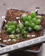 抜き苗 特ダルマオブツーサ錦 舞姫 無斑+並斑 Haworthia obutusa 'Maihime'