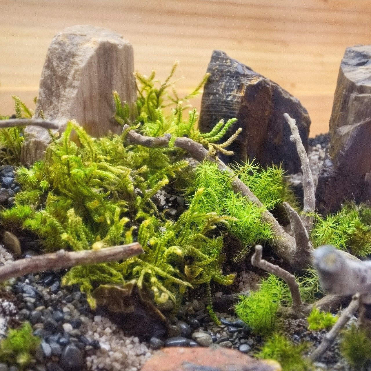 翠が誘う、四季の叙情 苔テラリウム 【 翠景 】 部屋で楽しむ四季の庭