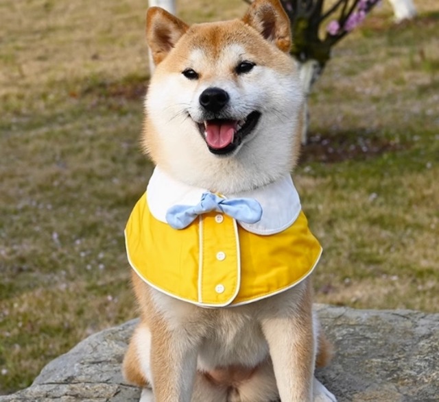 キャット 猫 ドッグ 犬 中型犬 小型犬 コスチューム アクセサリー スカーフ チョーカー 首輪 スタイ ワイド フォーマル セーラー風 襟付き ボタン リボン ひらひら かわいい シンプル おしゃれ ボーイッシュ スポーティー ルーズ 個性的 存在感 ラブリー キュート プリンセス フェアリー 都会的 カレッジ風 ベーシック プレッピー シンプル セーラー服 無地 オールシーズン シーズンレス 春服 夏服 秋服 冬服 男の子 女の子 成犬 子ども 子猫 子犬 成猫 スクール お出かけ 休日 室内 おうち