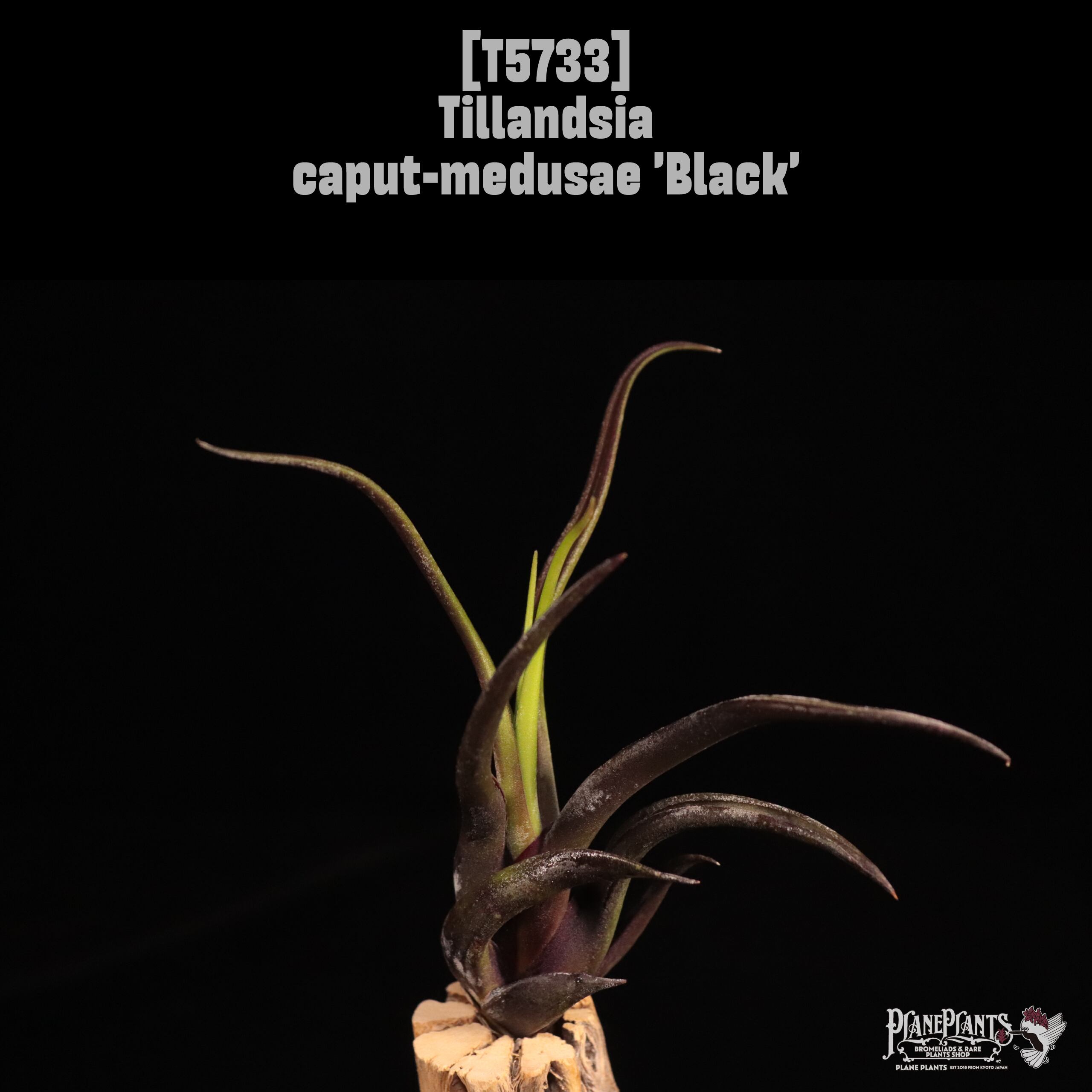 【reserved】Tillandsia caput-medusae 'Black'〔ティランジア〕T5733