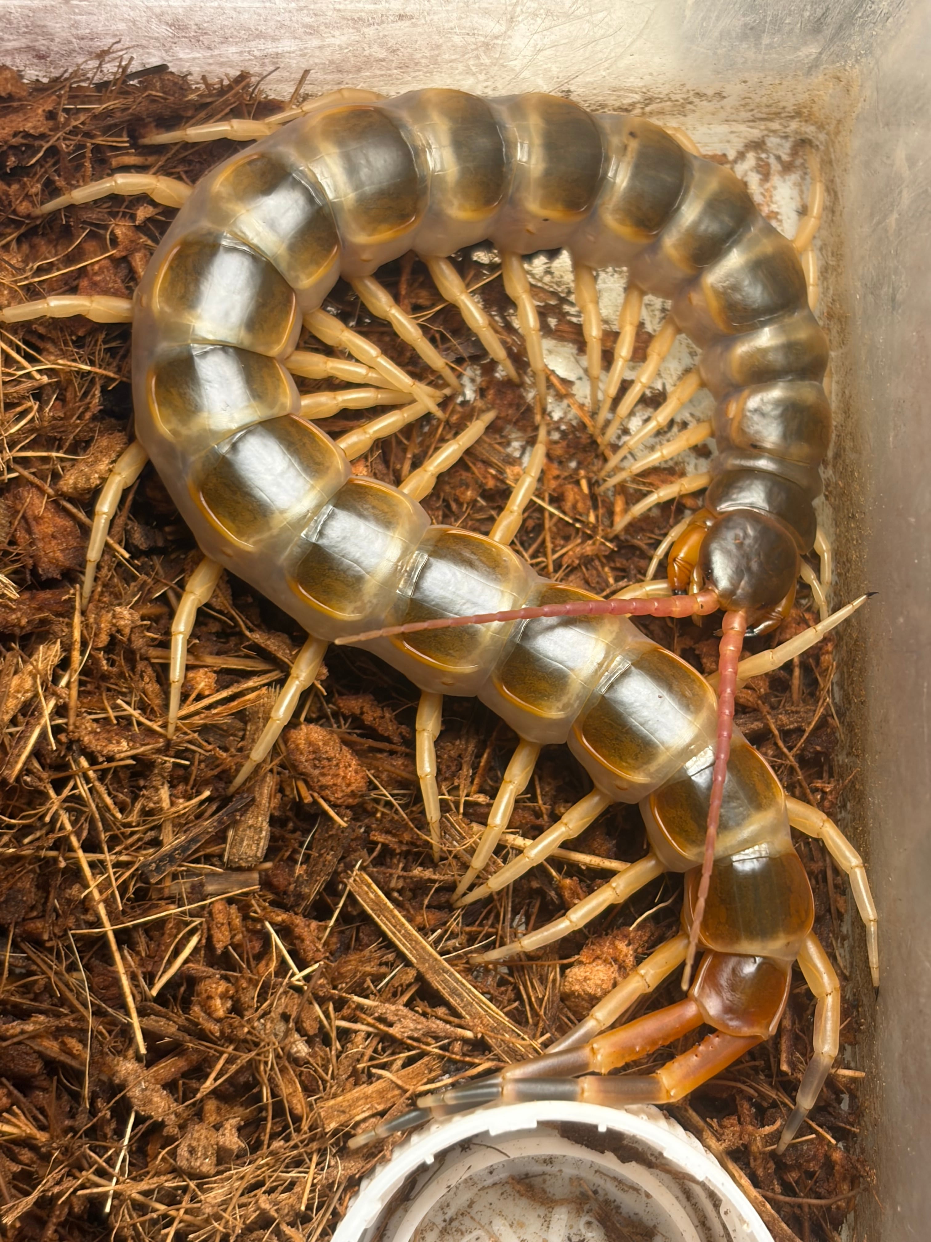 幻の七節】ギガスオオトビナナフシの卵殻標本コノハムシカマキリ