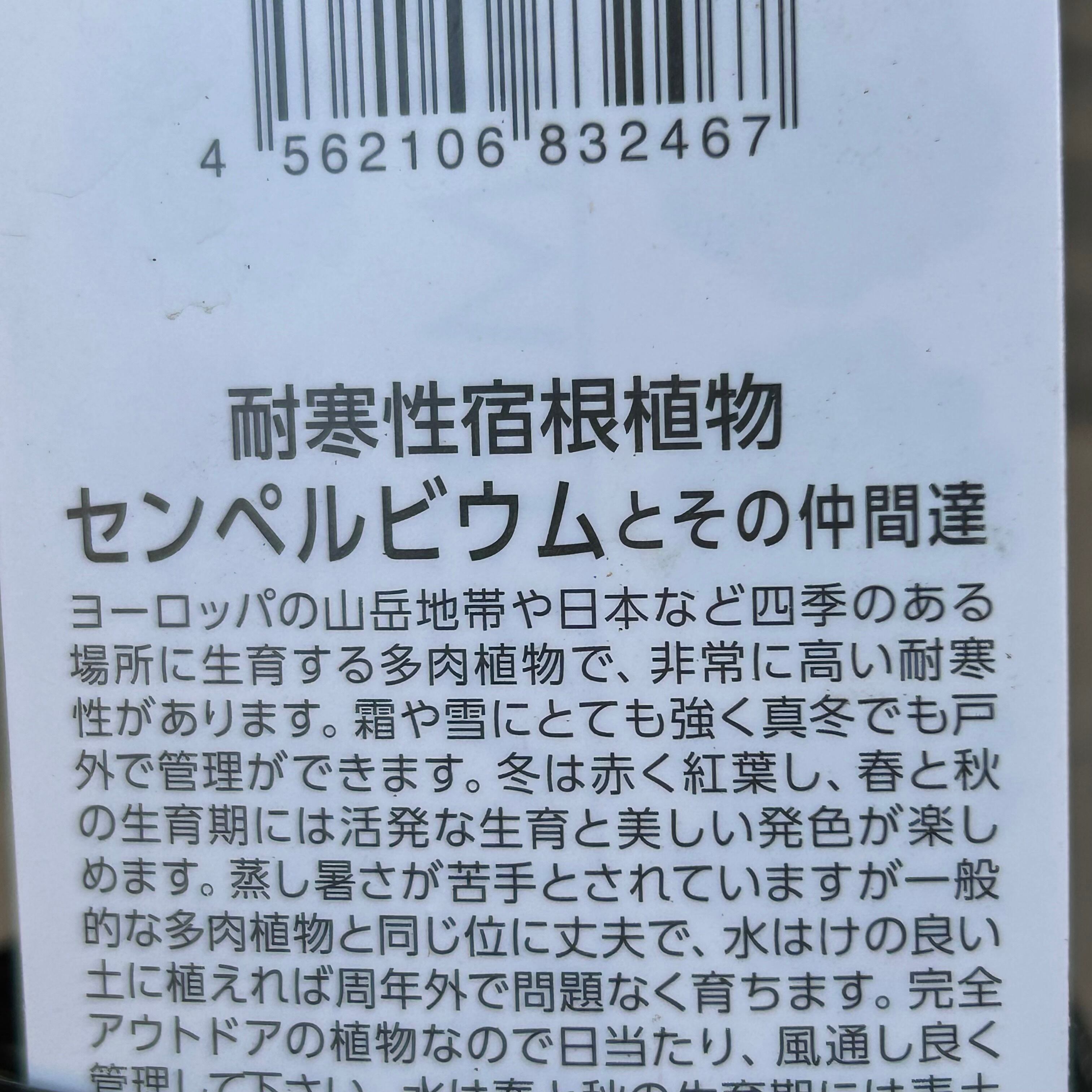 センペルビウム | RuPo 多肉植物専門店