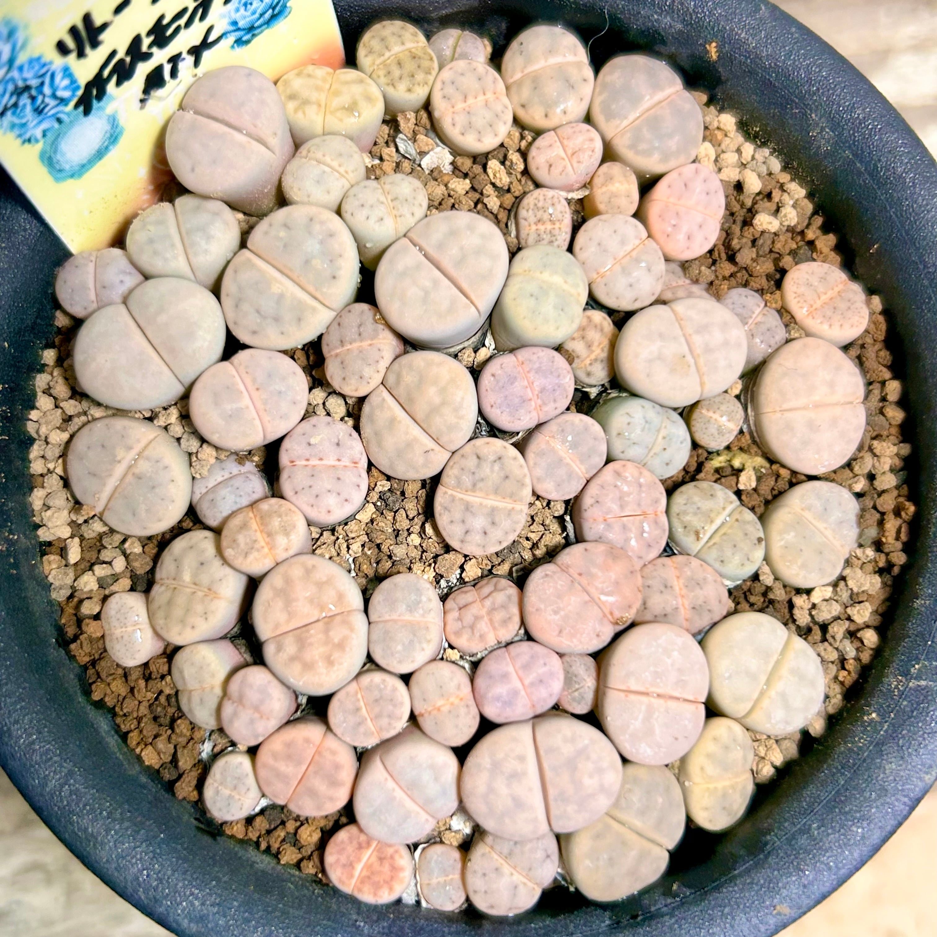 リトープス | RuPo 多肉植物専門店