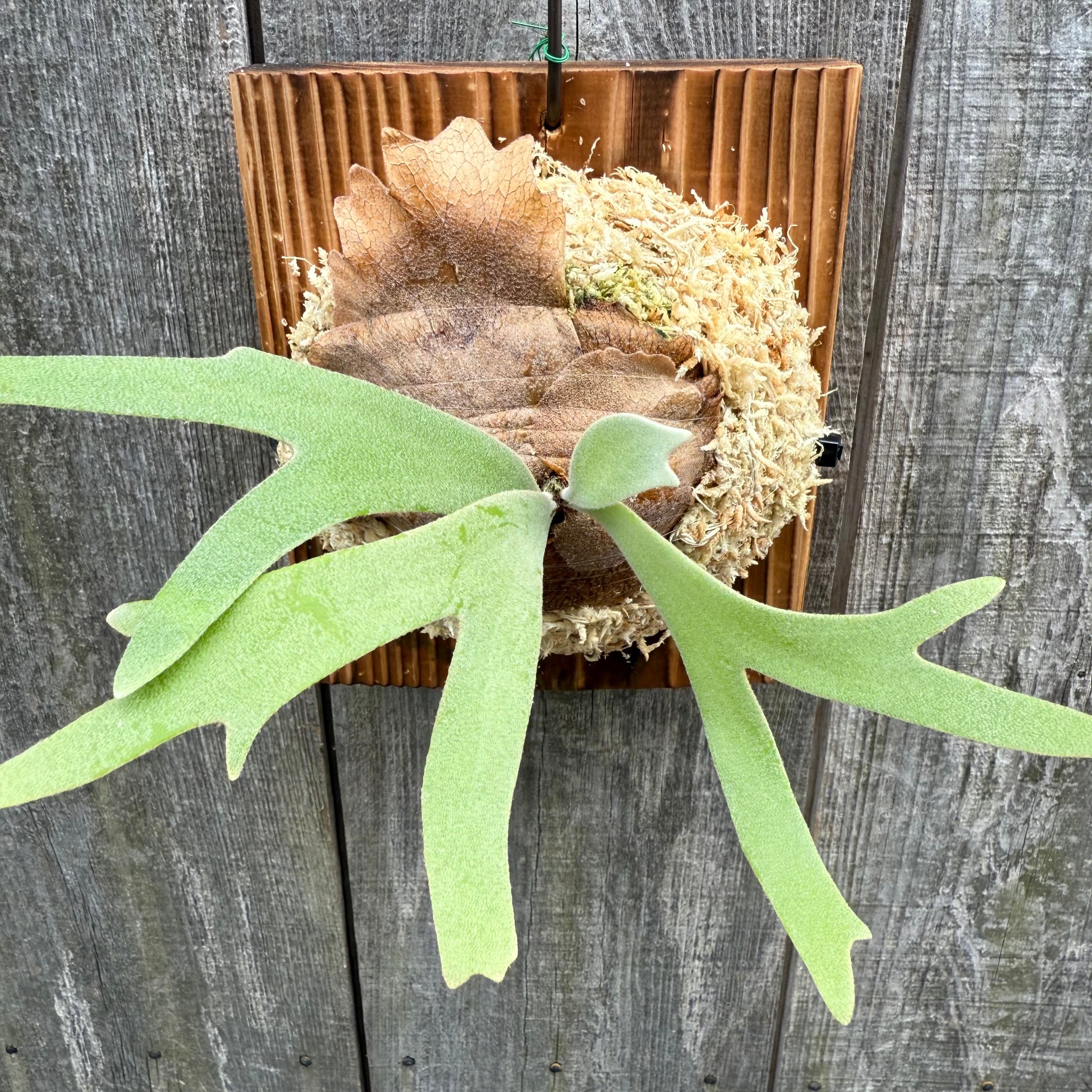 P. willinckii cv. Sombrero (pup) ビカクシダ P. willinckii cv. Sombrero (pup) ビカクシダ