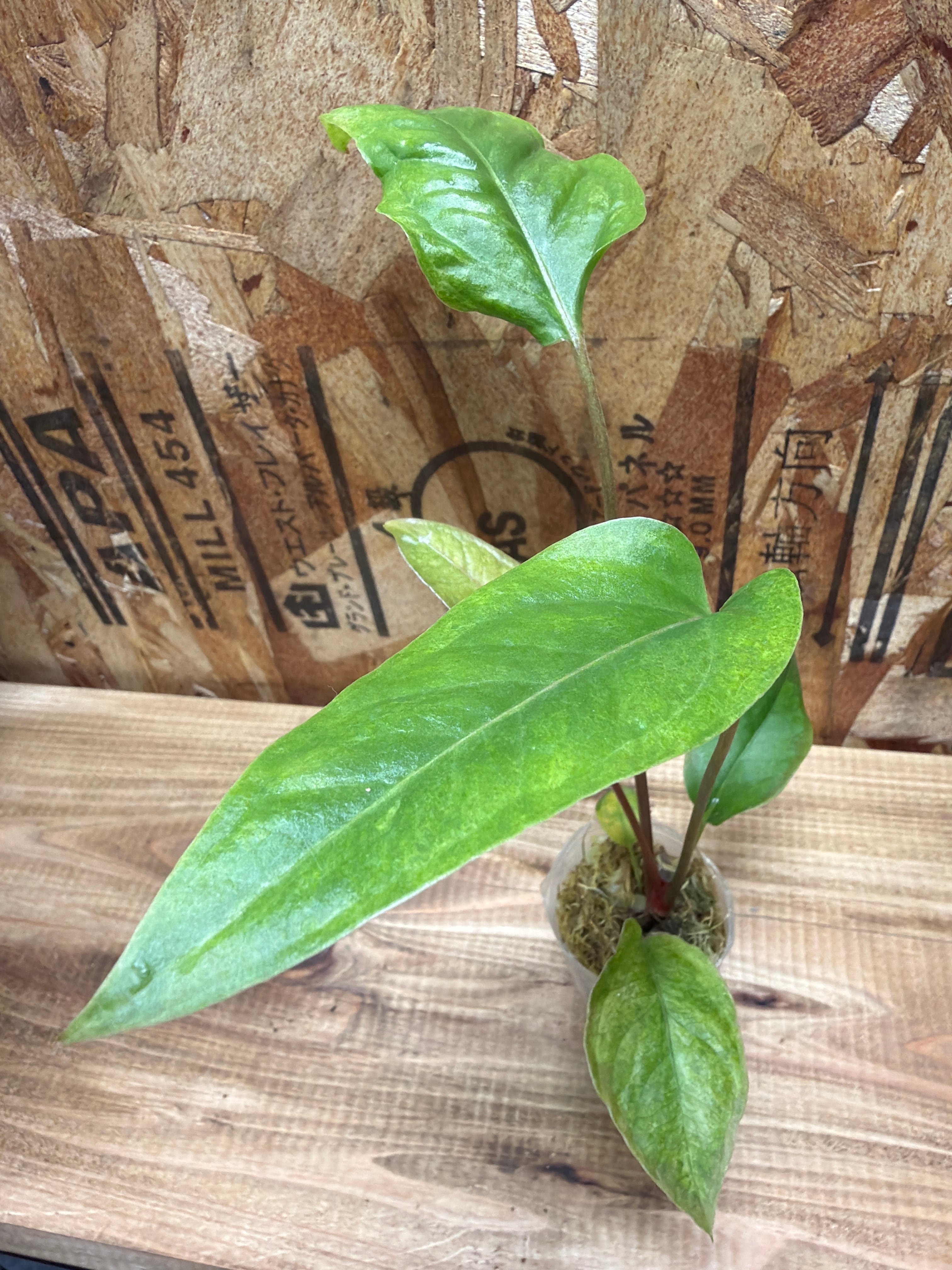 アンスリウム | Hana.Green.Works