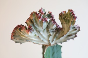 ユーフォルビア マハラジャ 接ぎ木/Euphorbia lactea　※プラスチック鉢