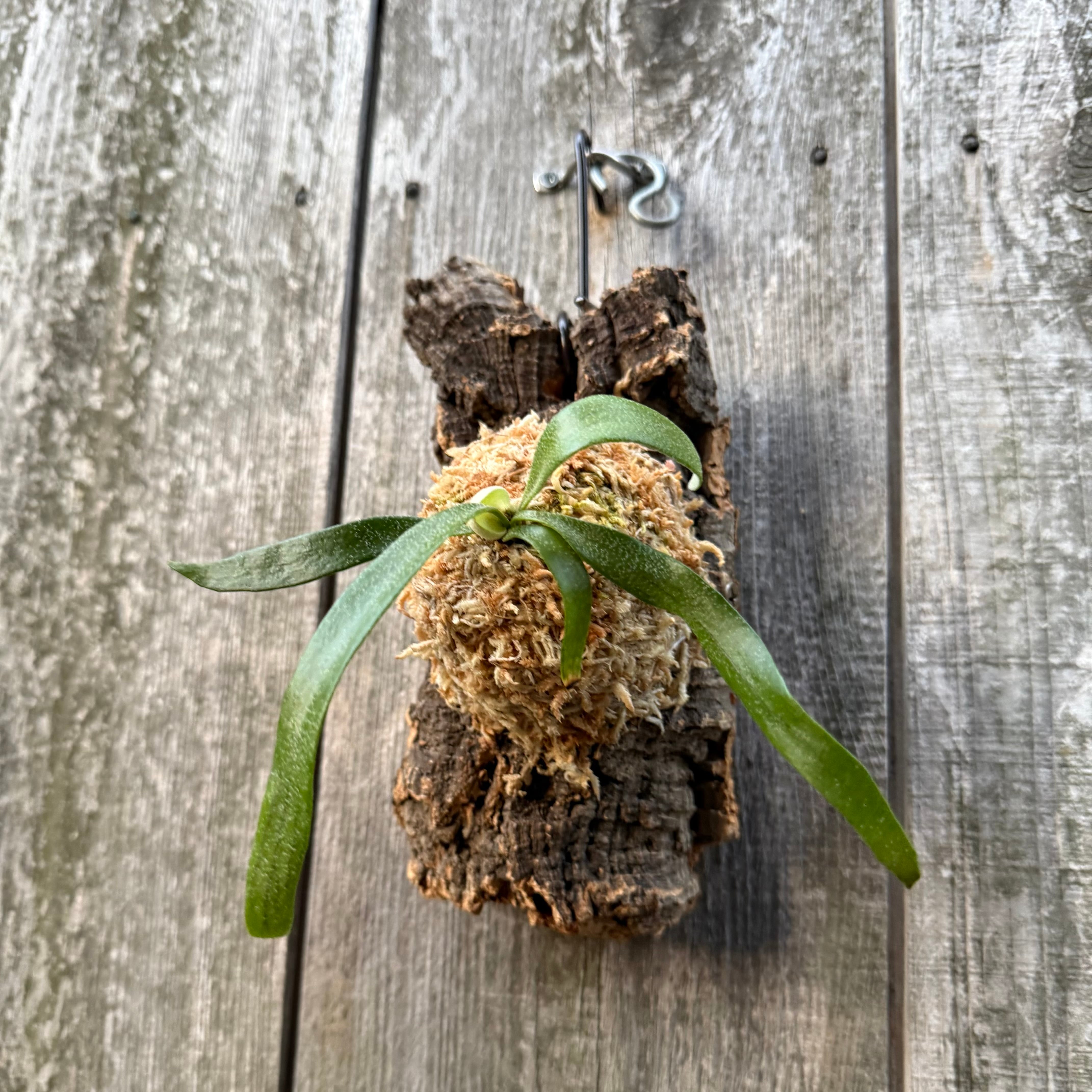 P. alcicorne dwarf (TC) | naturefix