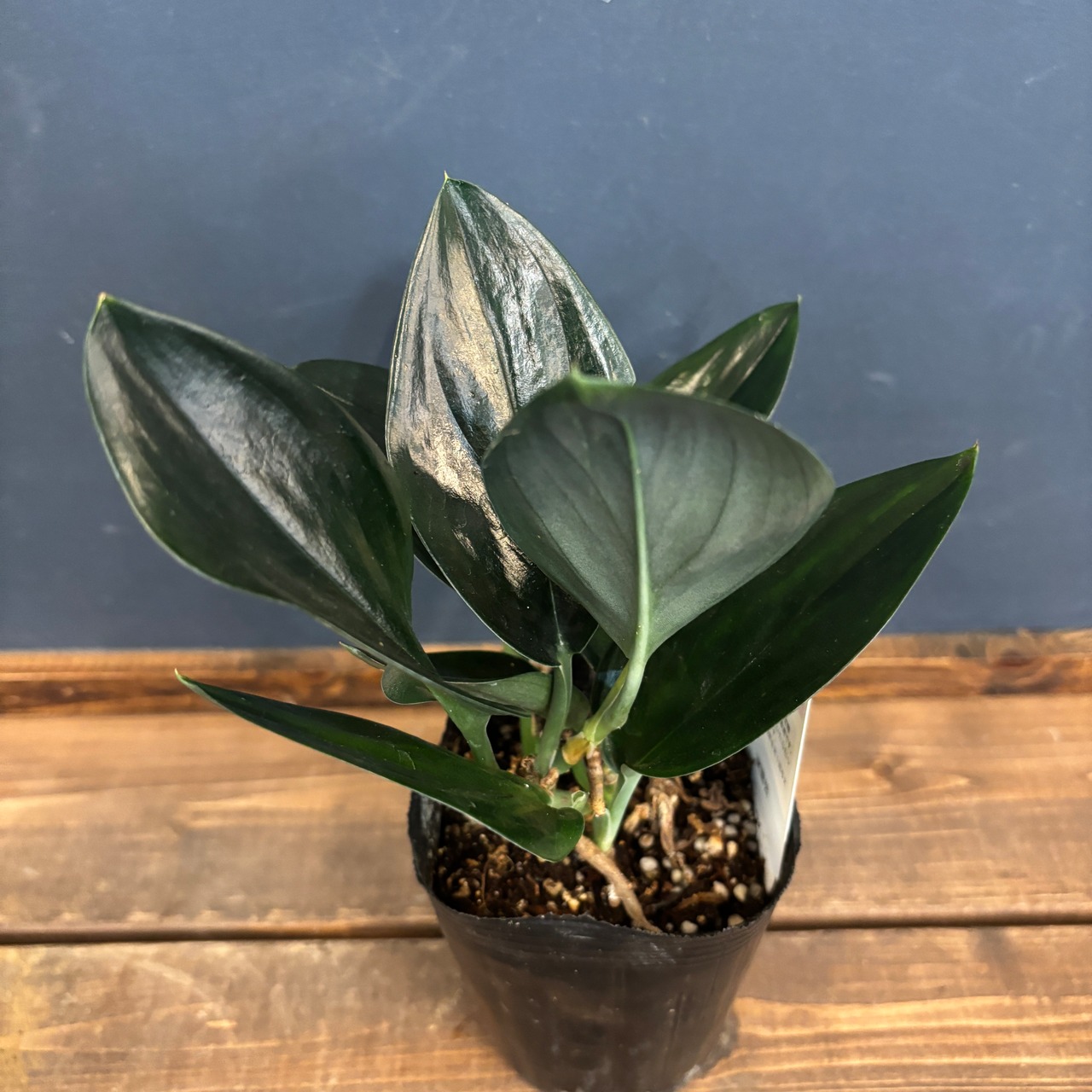 スキンダプサス　ブラック【796】