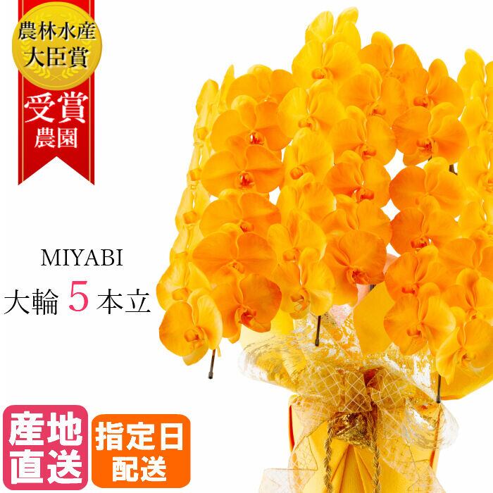 大輪胡蝶蘭 5本立 45輪以上 MIYABI オレンジ | Tokyo small gift