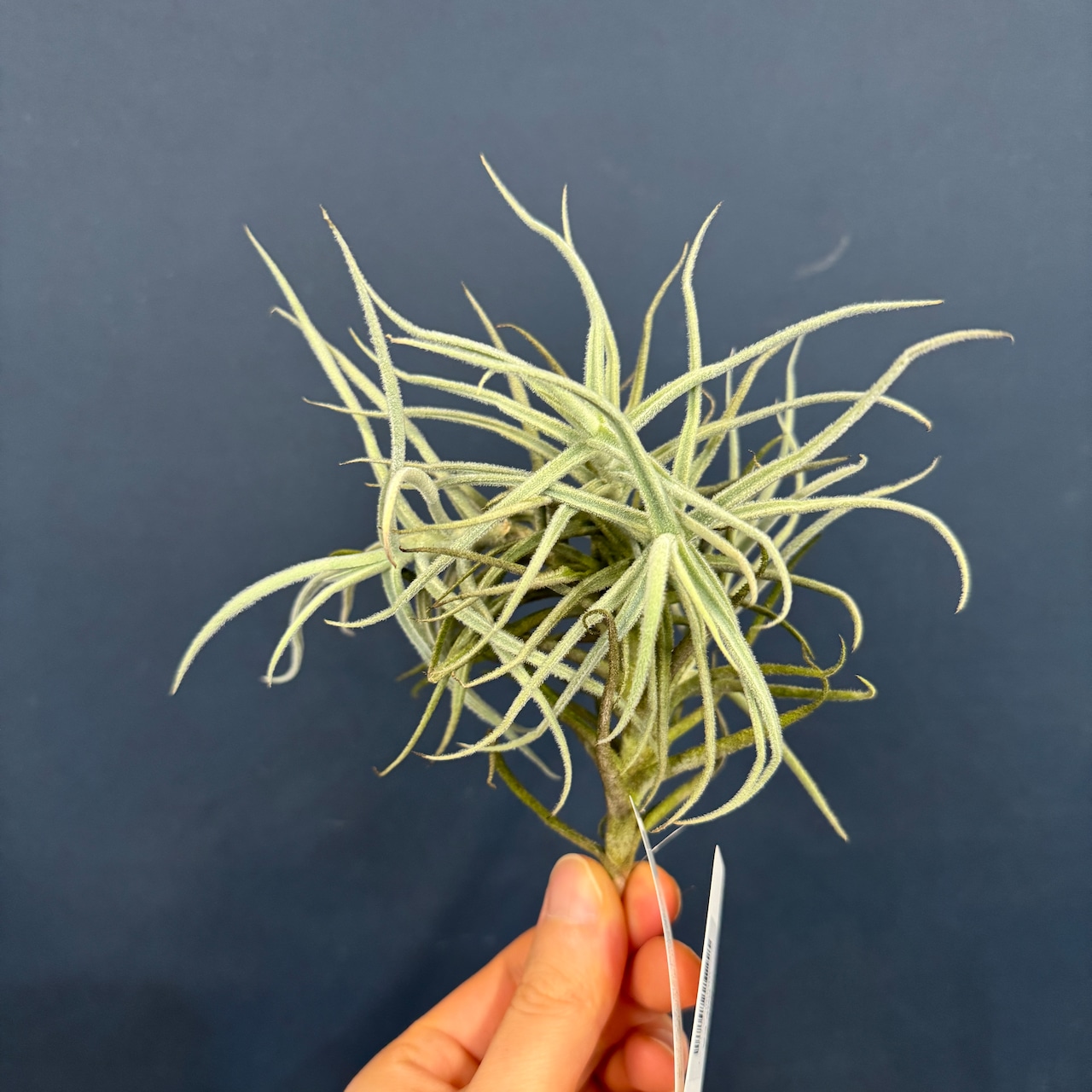 チランジア パレアセア【540】