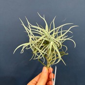 チランジア パレアセア【540】